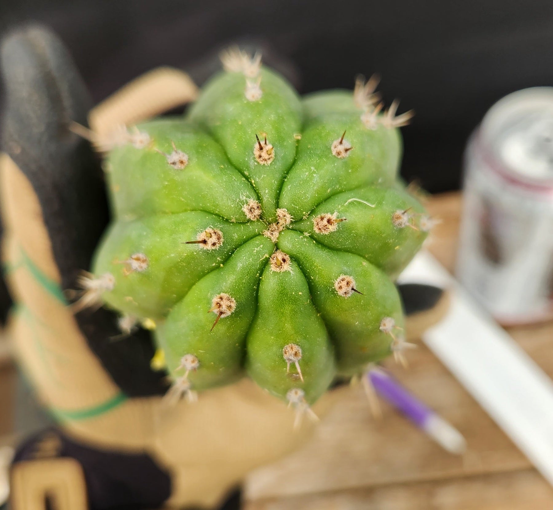 #EC231 EXACT Trichocereus Hybrid Pachanoi Oscar X LER Cactus Cutting10-12"-Cactus - Large - Exact-The Succulent Source