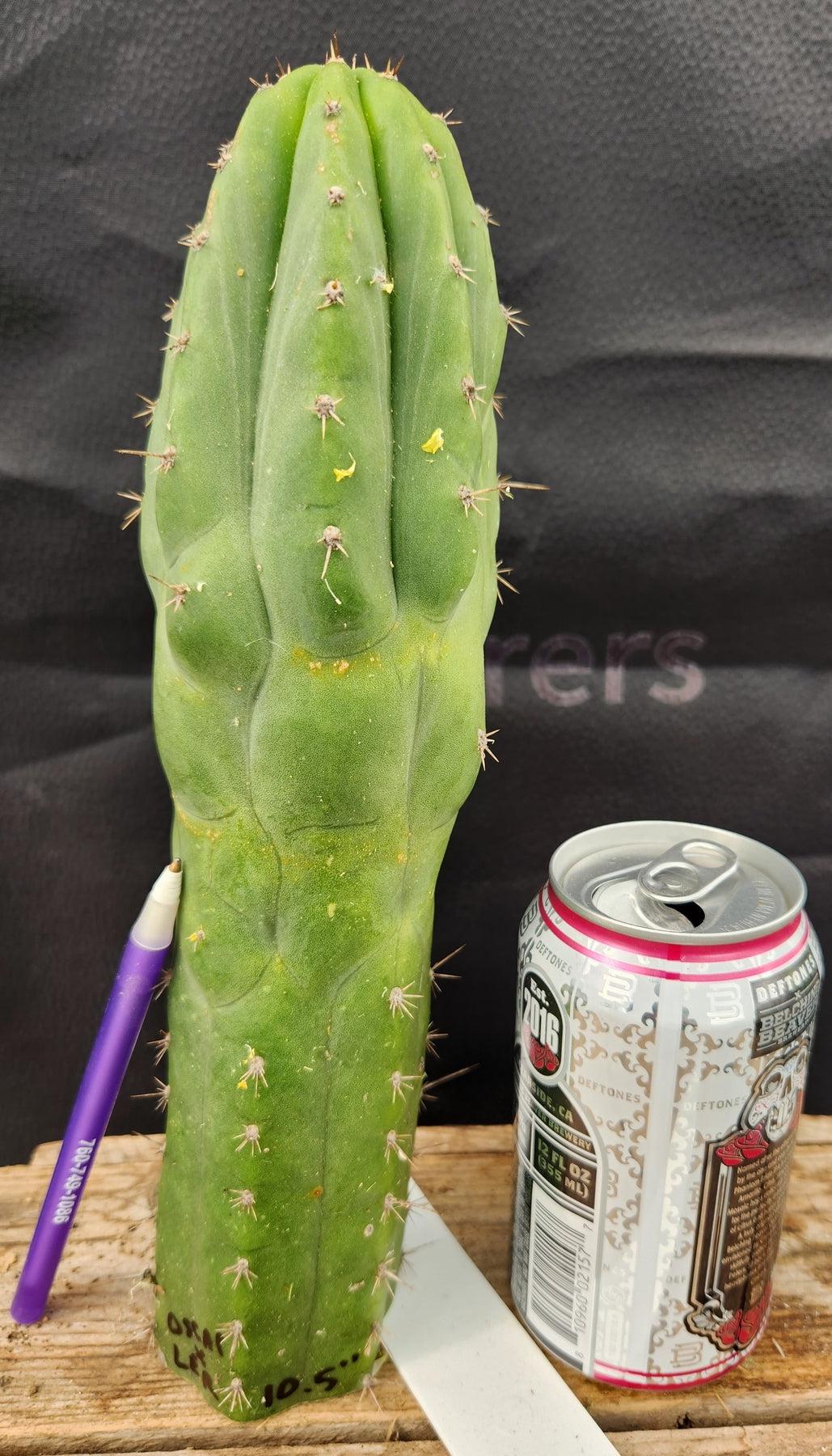 #EC231 EXACT Trichocereus Hybrid Pachanoi Oscar X LER Cactus Cutting10-12"-Cactus - Large - Exact-The Succulent Source