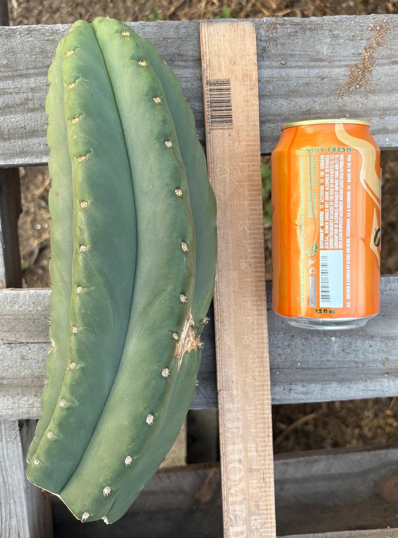 #EC231 EXACT Trichocereus Hybrid Scop X HZ Cactus Cutting 10-12"-Cactus - Large - Exact-The Succulent Source
