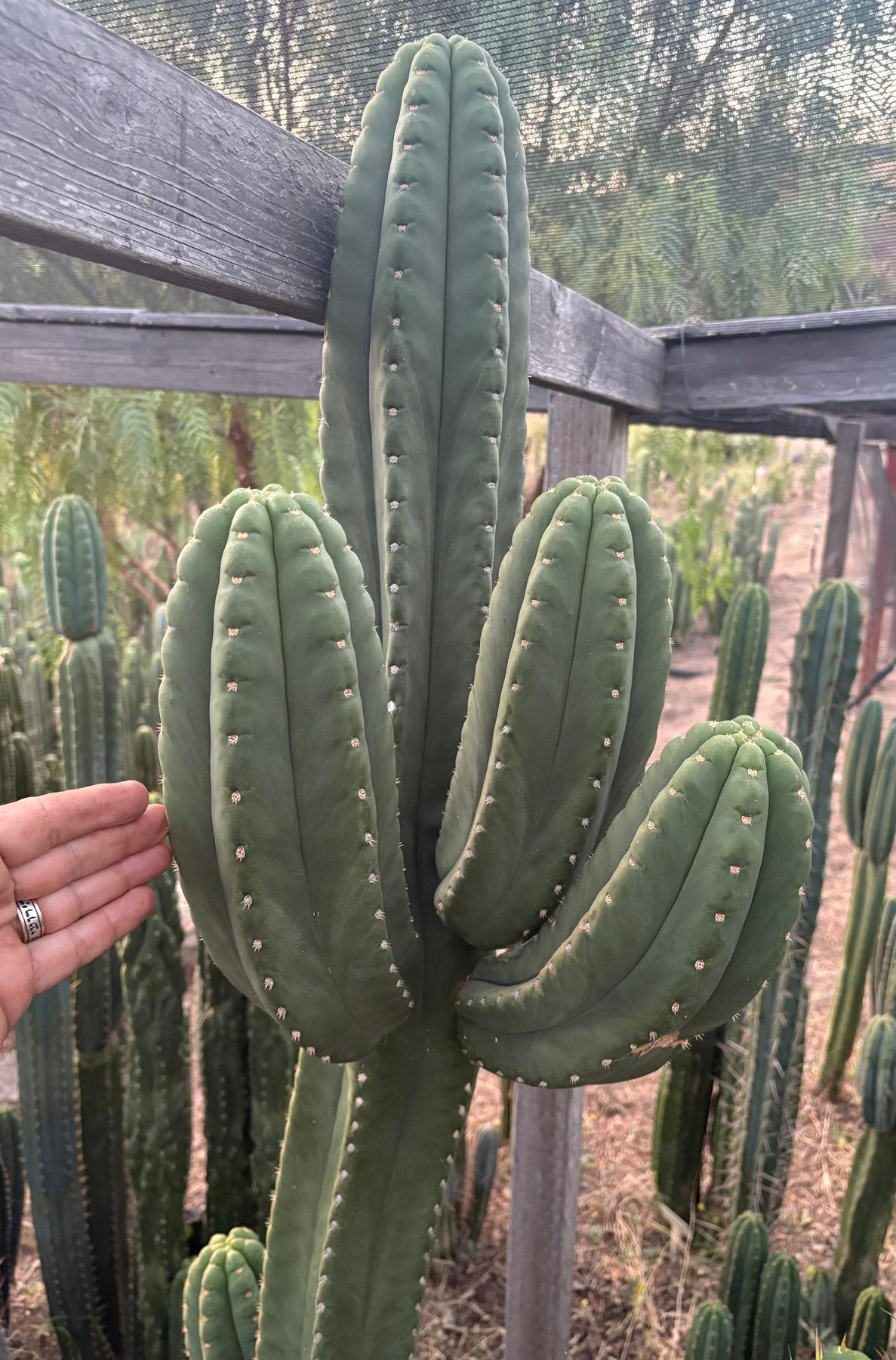 #EC231 EXACT Trichocereus Hybrid Scop X HZ Cactus Cutting 10-12"-Cactus - Large - Exact-The Succulent Source