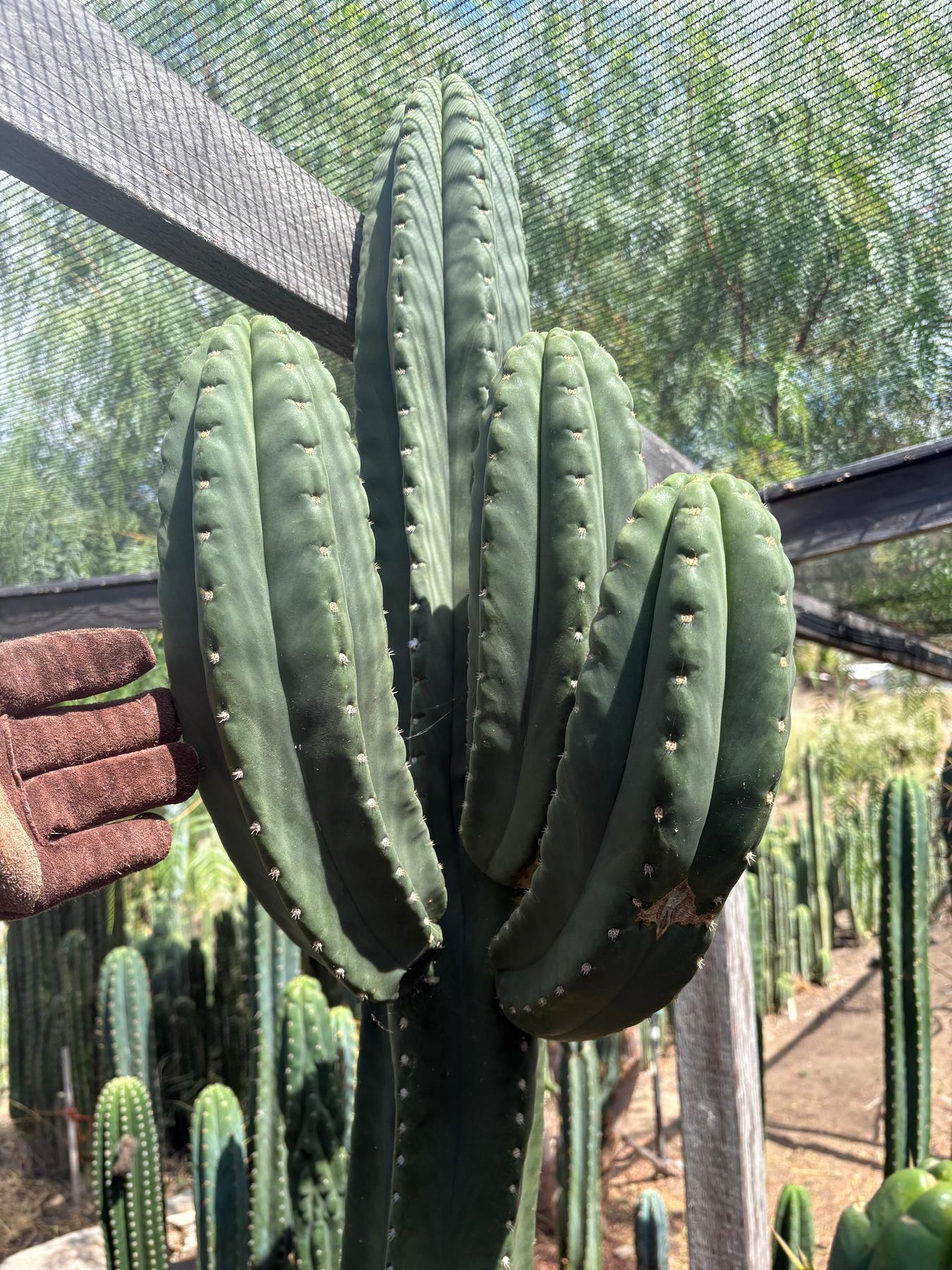 #EC231 EXACT Trichocereus Hybrid Scop X HZ Cactus Cutting 10-12"-Cactus - Large - Exact-The Succulent Source