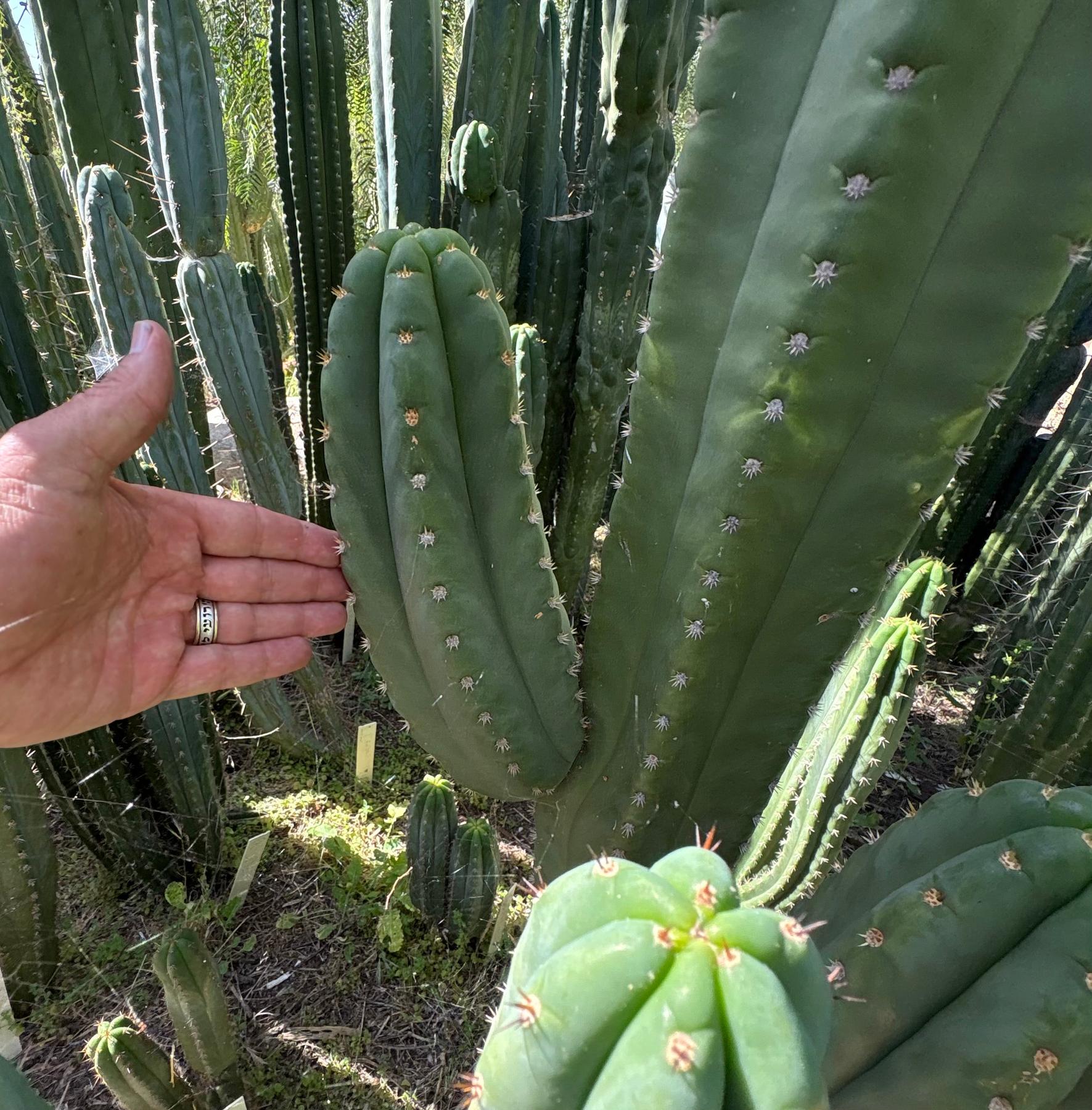 #EC231 EXACT Trichocereus Hybrid Scop X HZ “Dynamo” Cactus Cutting 8-10”-Cactus - Large - Exact-The Succulent Source