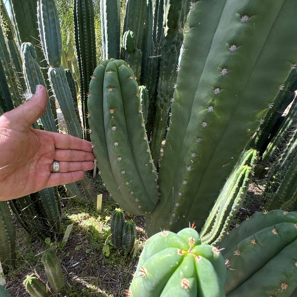 dst cactus #EC231 EXACT Trichocereus Hybrid Scop X HZ “Dynamo” Cactus Cutting 8-10”