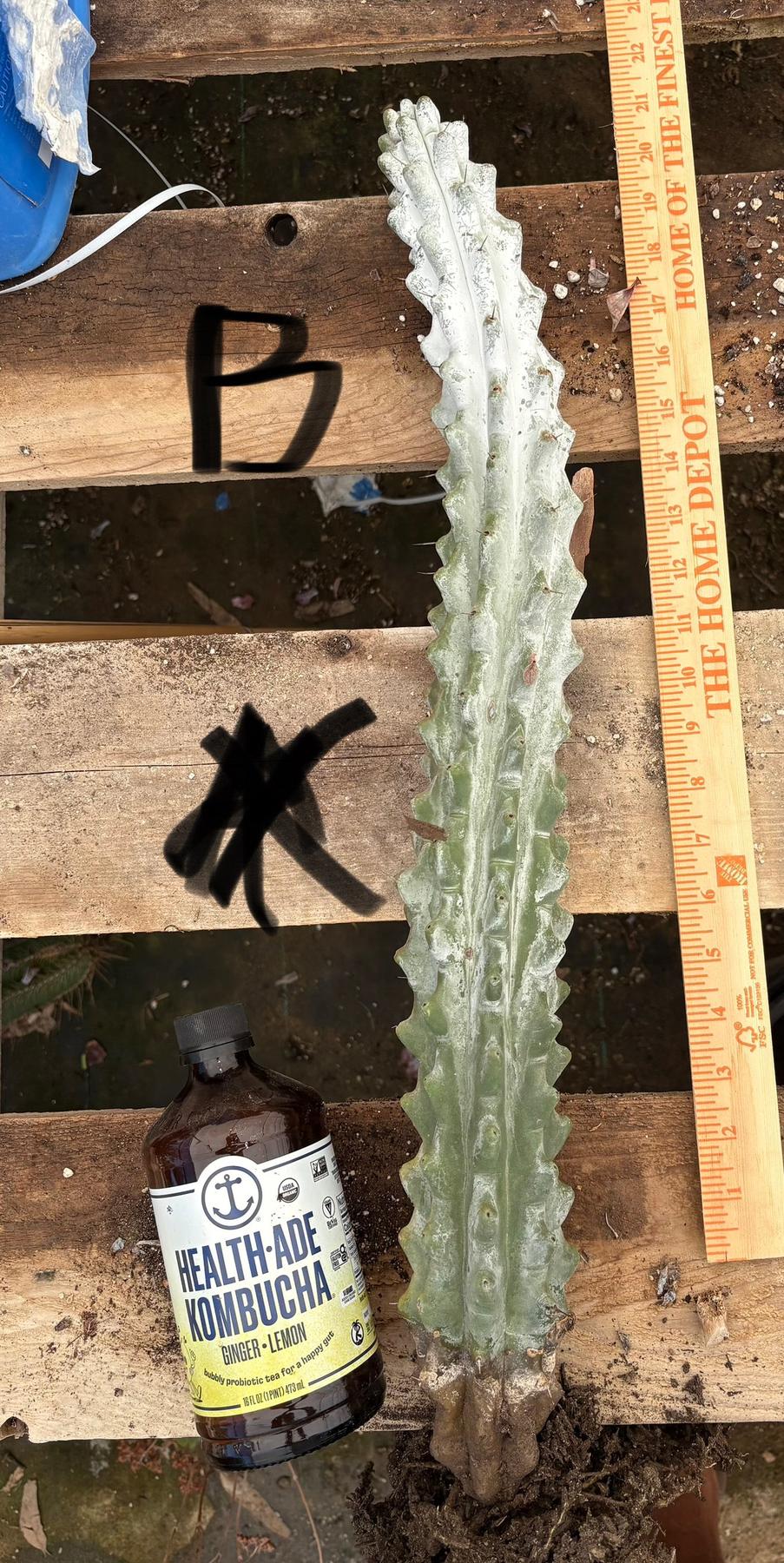 #EC232 EXACT Stenocereus Beneckei approx 16”-Cactus - Large - Exact-The Succulent Source
