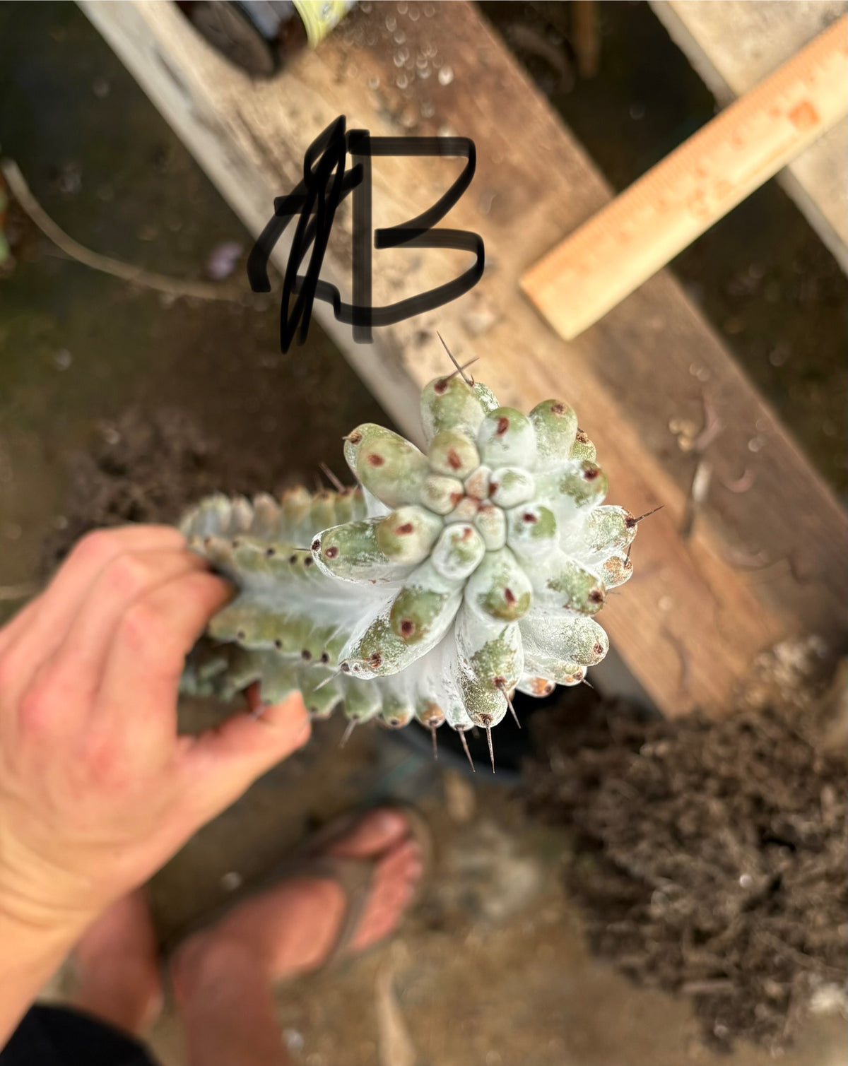 #EC232 EXACT Stenocereus Beneckei approx 16”-Cactus - Large - Exact-The Succulent Source