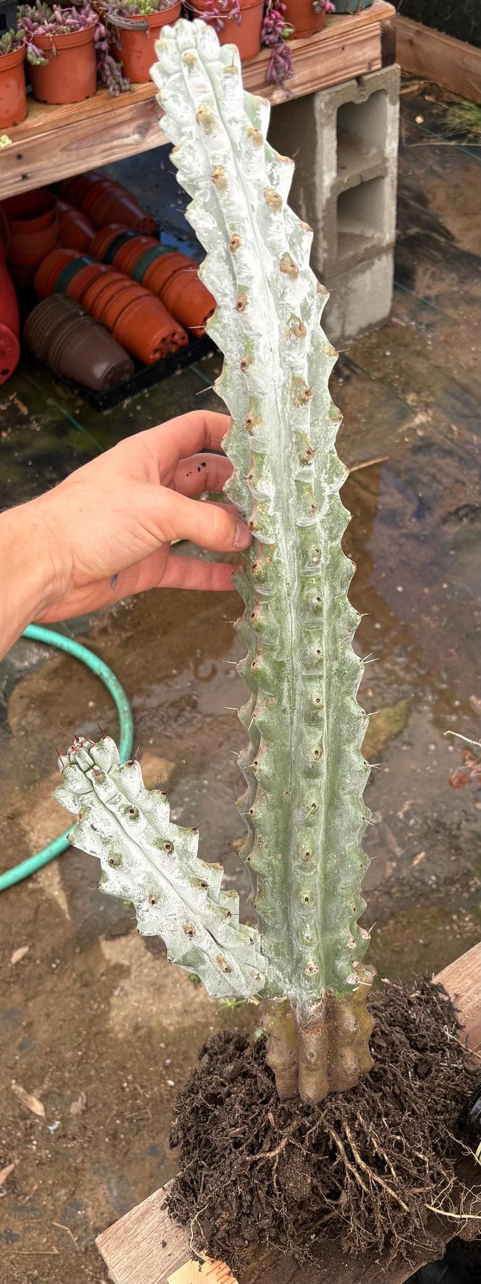 #EC232 EXACT Stenocereus Beneckei approx 16”-Cactus - Large - Exact-The Succulent Source