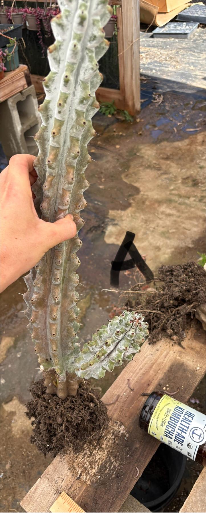 #EC232 EXACT Stenocereus Beneckei approx 16”-Cactus - Large - Exact-The Succulent Source