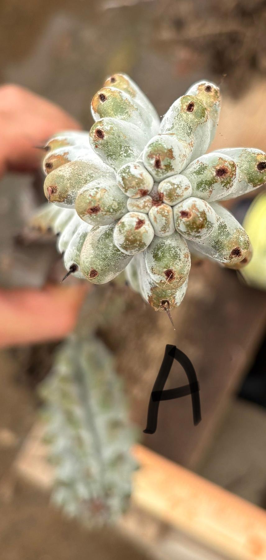 #EC232 EXACT Stenocereus Beneckei approx 16”-Cactus - Large - Exact-The Succulent Source