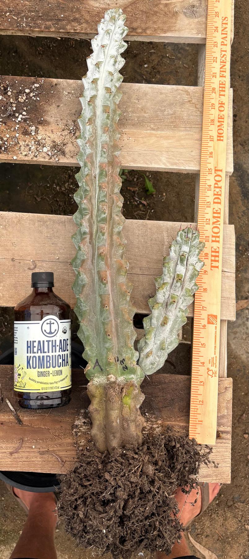 #EC232 EXACT Stenocereus Beneckei approx 16”-Cactus - Large - Exact-The Succulent Source