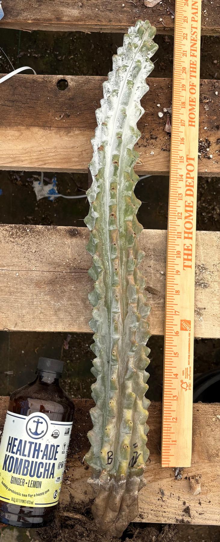 #EC232 EXACT Stenocereus Beneckei approx 16”-Cactus - Large - Exact-The Succulent Source