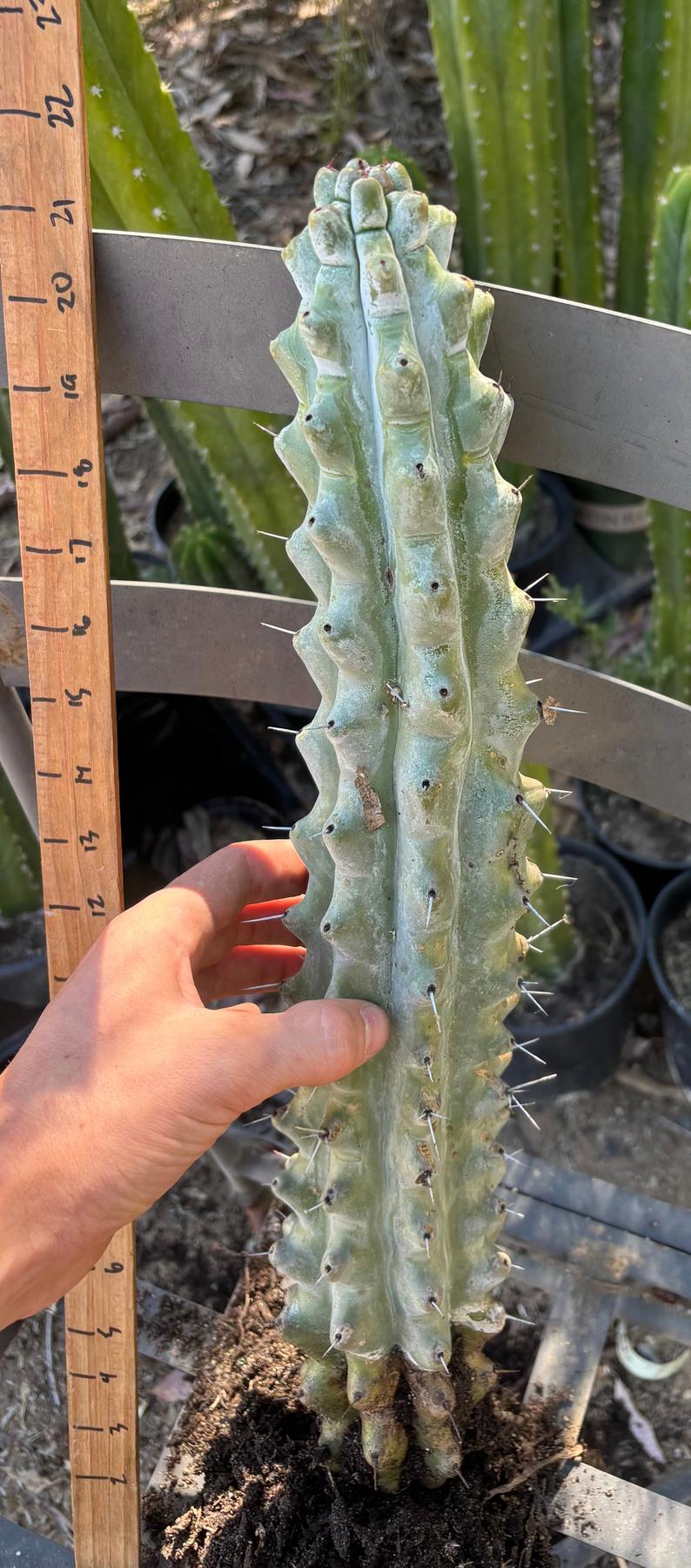 #EC232 EXACT Stenocereus Beneckei approx 16”-Cactus - Large - Exact-The Succulent Source