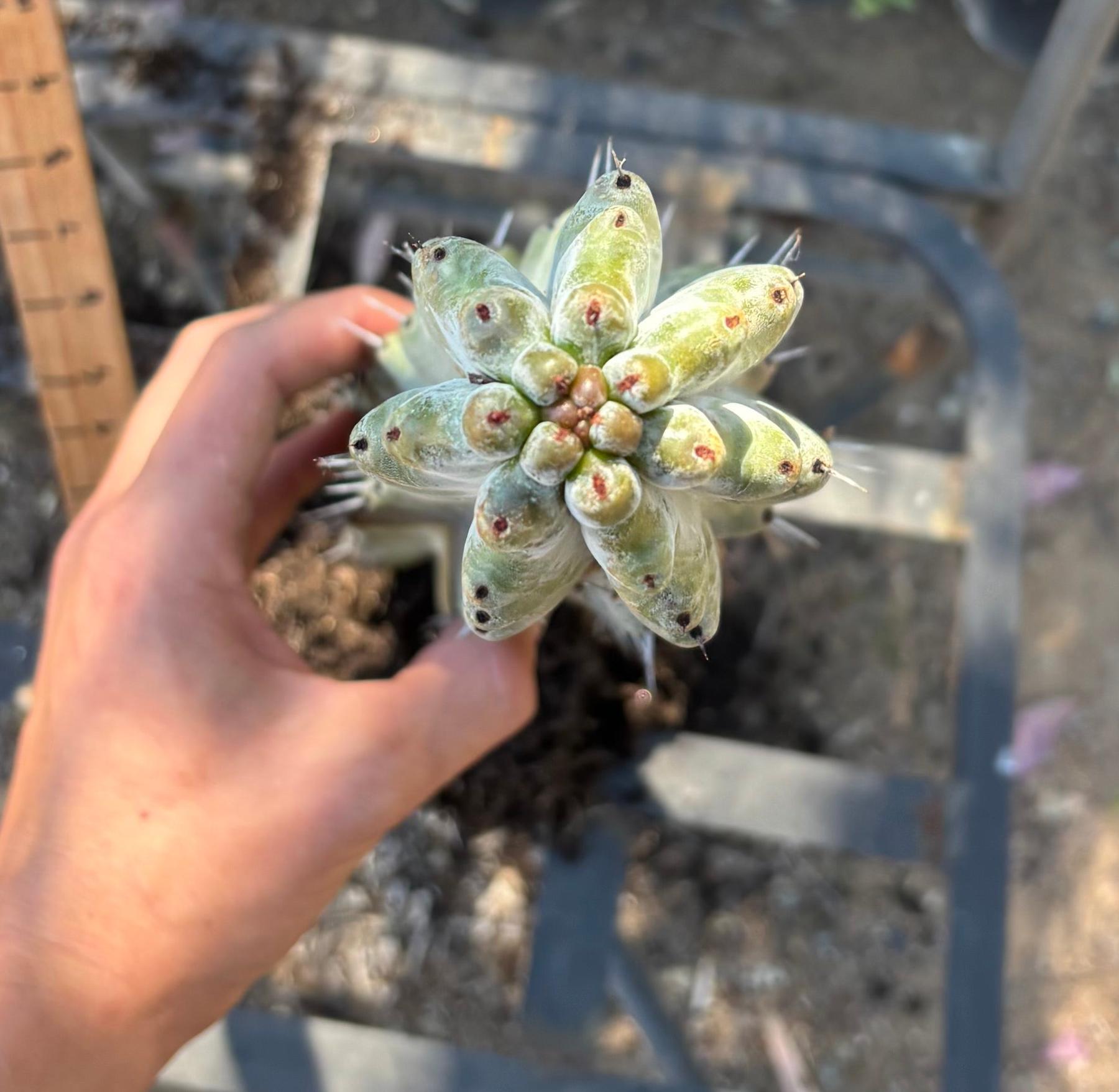 #EC232 EXACT Stenocereus Beneckei approx 16”-Cactus - Large - Exact-The Succulent Source