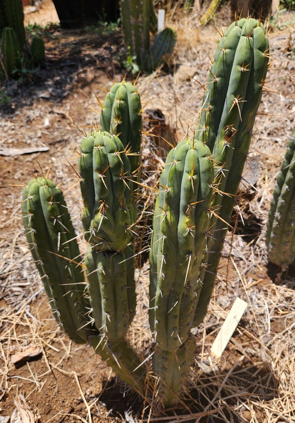 #EC232 EXACT Trichocereus Hybrid SS0201X Peruvianus Clyde Cactus Cutting 8-10”-Cactus - Large - Exact-The Succulent Source