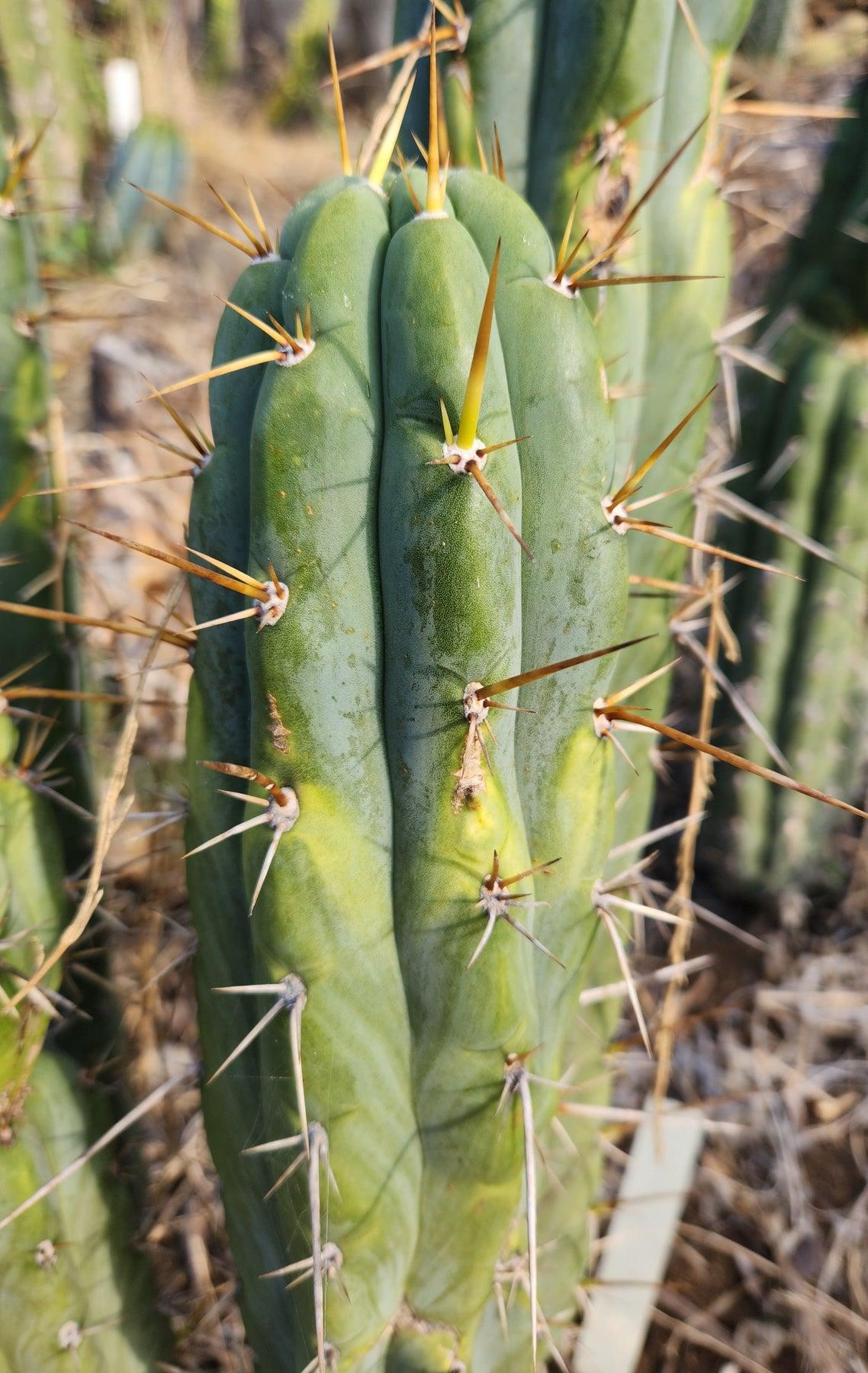 #EC232 EXACT Trichocereus Hybrid SS0201 X Peruvianus Clyde Cactus Cutting 8-10”-Cactus - Large - Exact-The Succulent Source