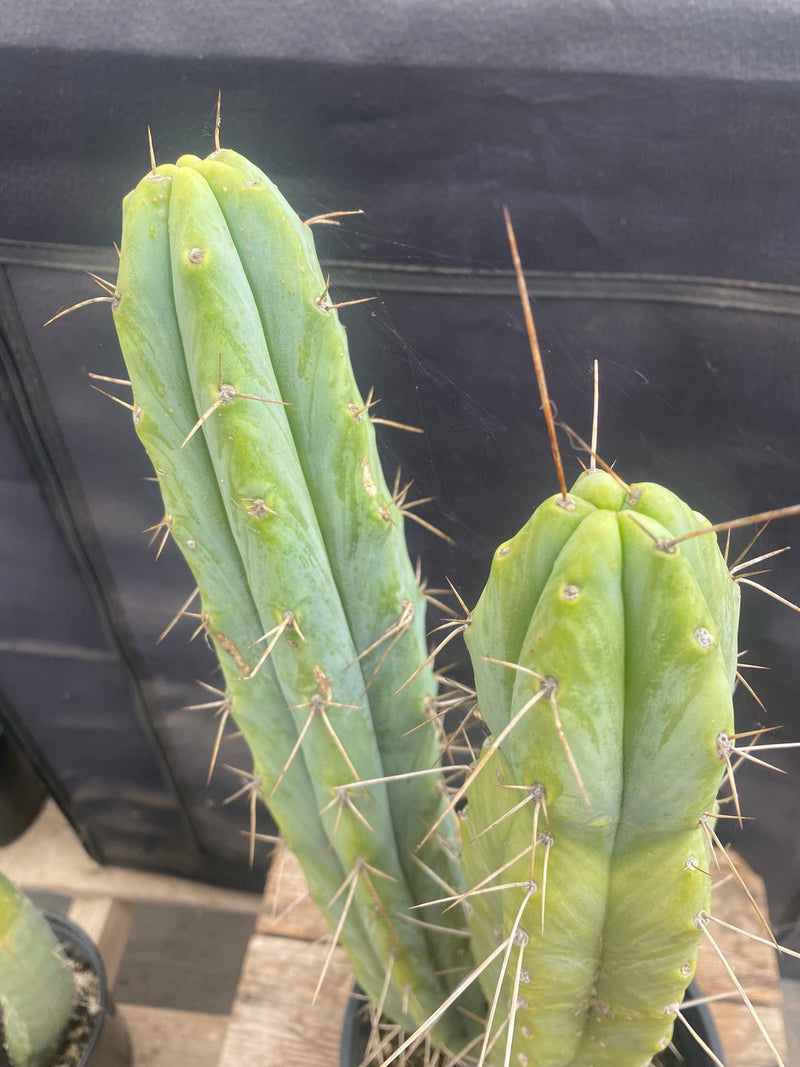 #EC233 EXACT Trichocereus Bridgesii Ornamental Cactus 16” 14”
