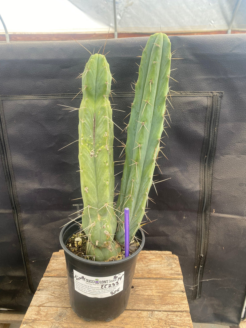 #EC233 EXACT Trichocereus Bridgesii Ornamental Cactus 16” 14”