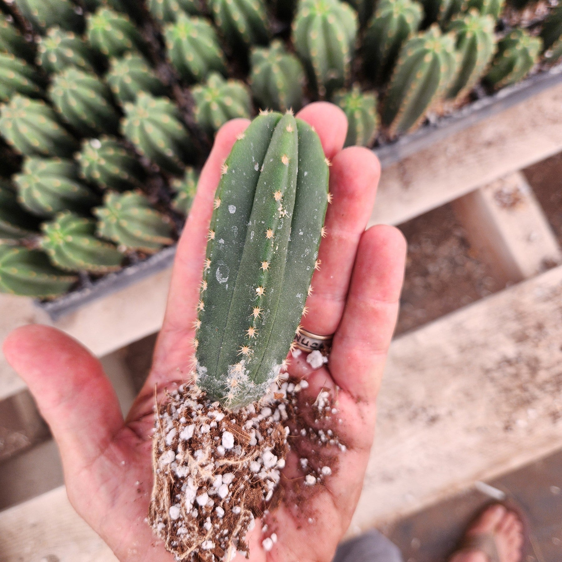 #EC233 EXACT Trichocereus Scopulicola Crocker X Scop Spud Seedling 3-4"-Cactus - Large - Exact-The Succulent Source