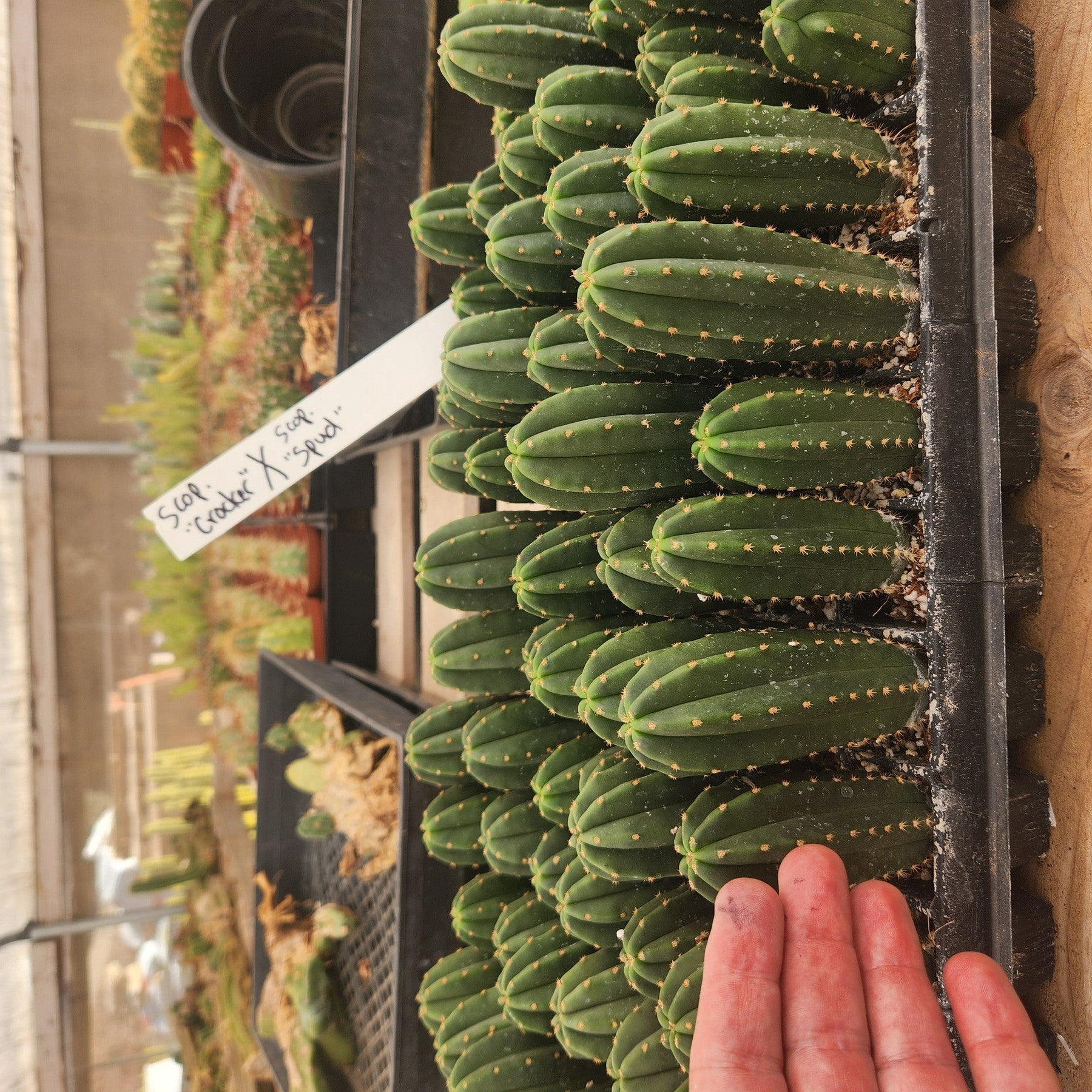 #EC233 EXACT Trichocereus Scopulicola Crocker X Scop Spud Seedling 3-4"-Cactus - Large - Exact-The Succulent Source