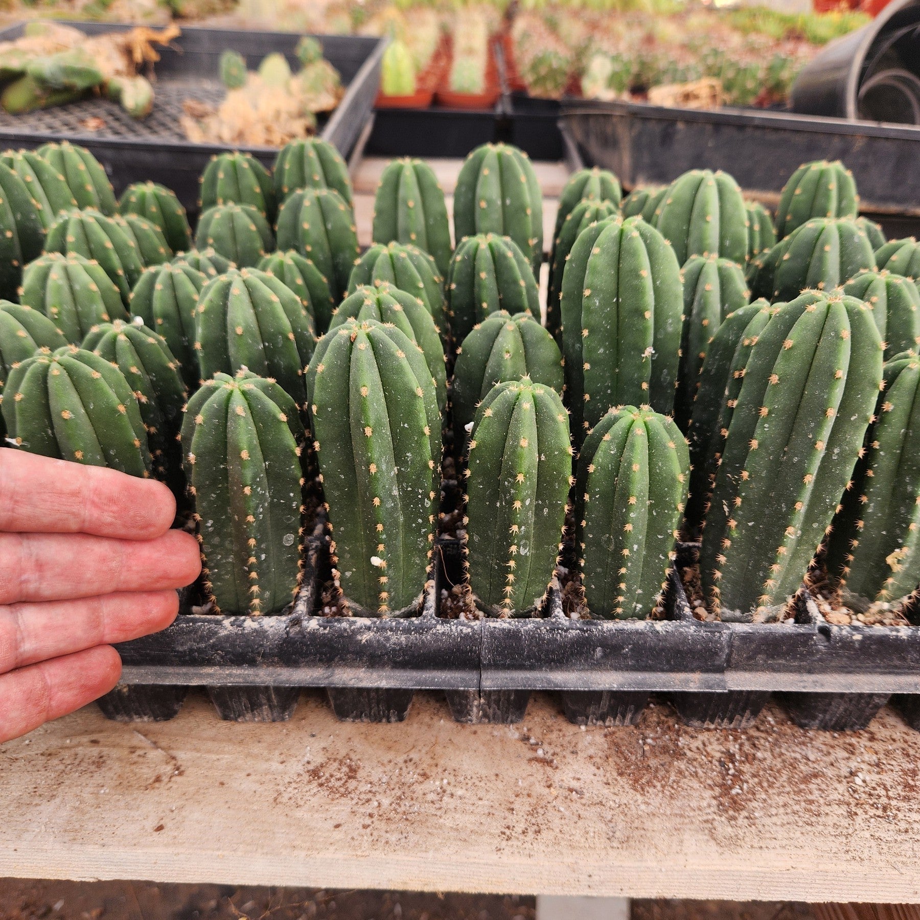 #EC233 EXACT Trichocereus Scopulicola Crocker X Scop Spud Seedling 3-4"-Cactus - Large - Exact-The Succulent Source