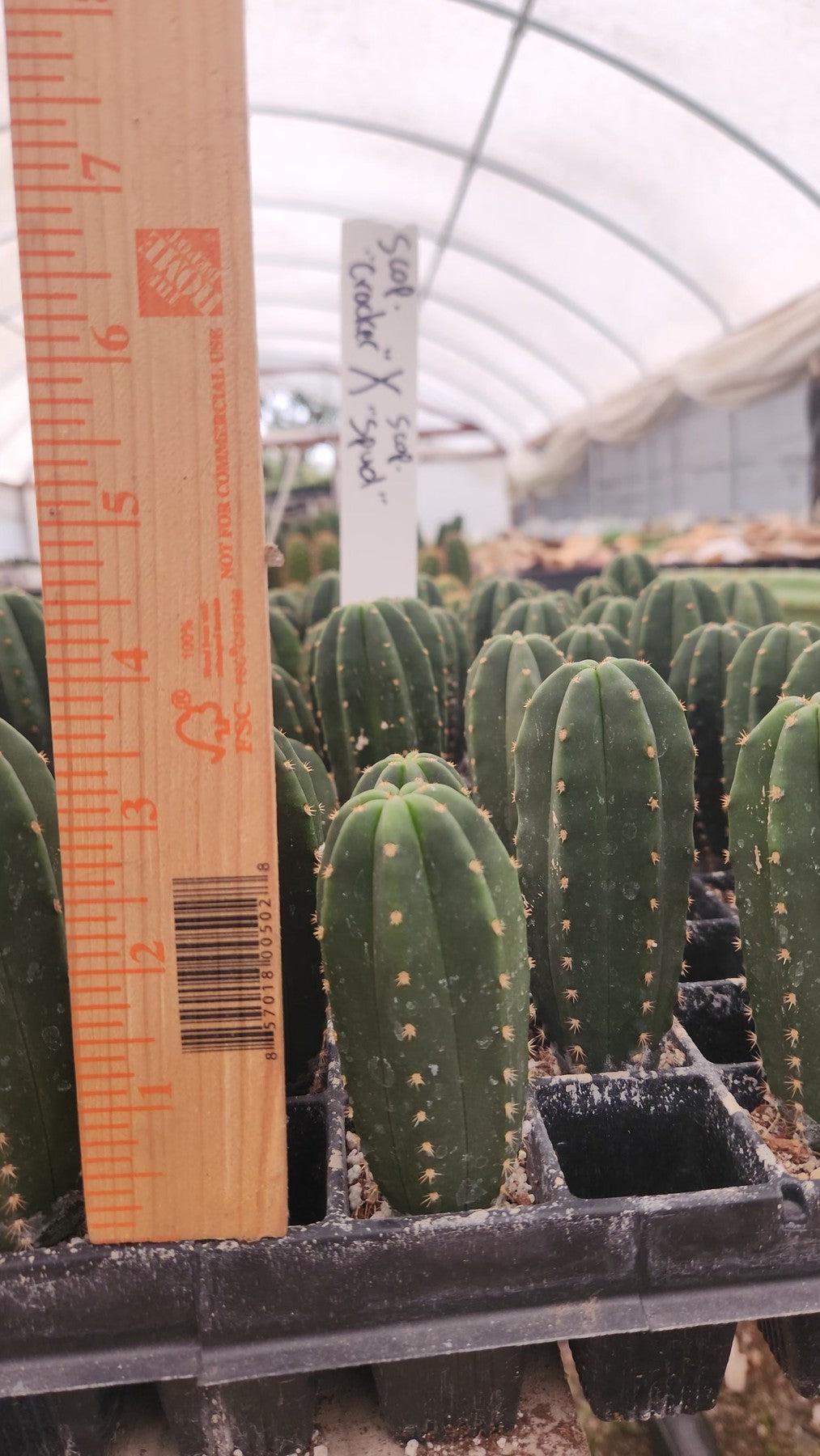 #EC233 EXACT Trichocereus Scopulicola Crocker X Scop Spud Seedling 3-4"-Cactus - Large - Exact-The Succulent Source