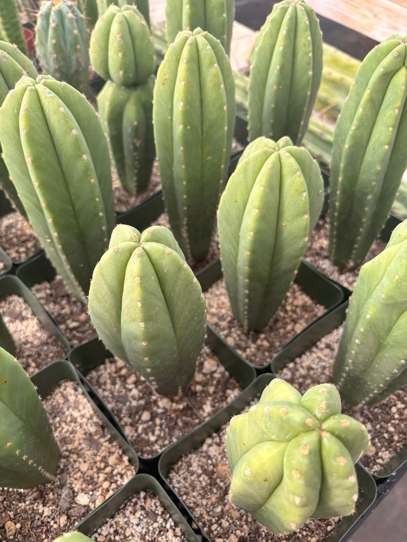#EC233 EXACT Trichocereus Scopulicola Crocker X Scop Spud Seedling 6-8”"-Cactus - Large - Exact-The Succulent Source