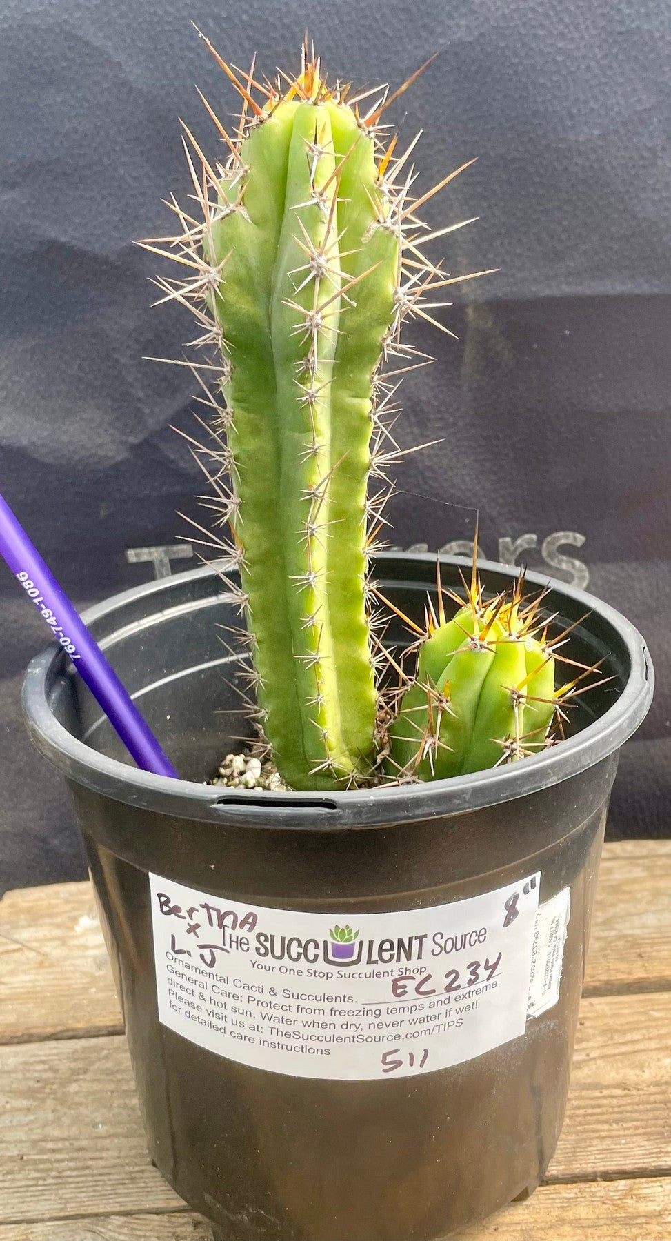 #EC234 EXACT Trichocereus HYBRID Bertha X Lumber Jack Cactus 8”-Cactus - Large - Exact-The Succulent Source