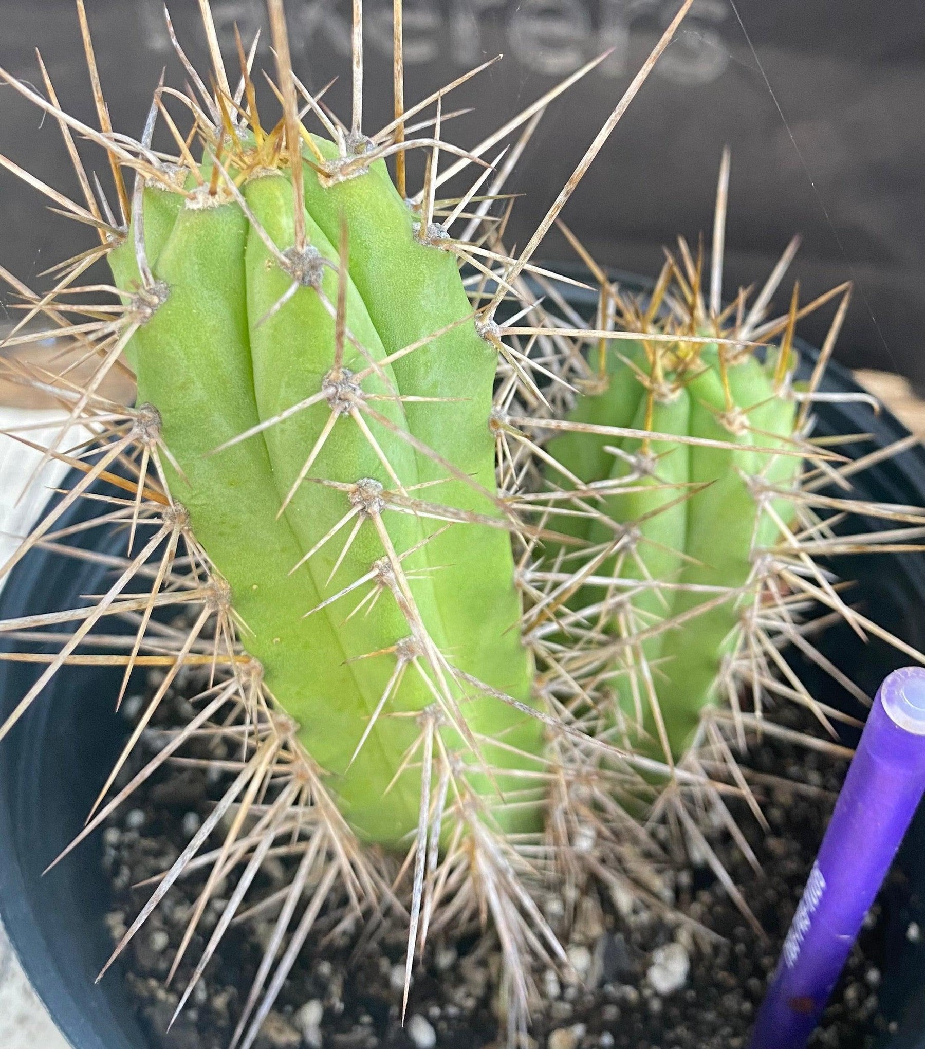 #EC234 EXACT Trichocereus Pachanoi Ornamental Cactus Cutting 6.5”-Cactus - Large - Exact-The Succulent Source