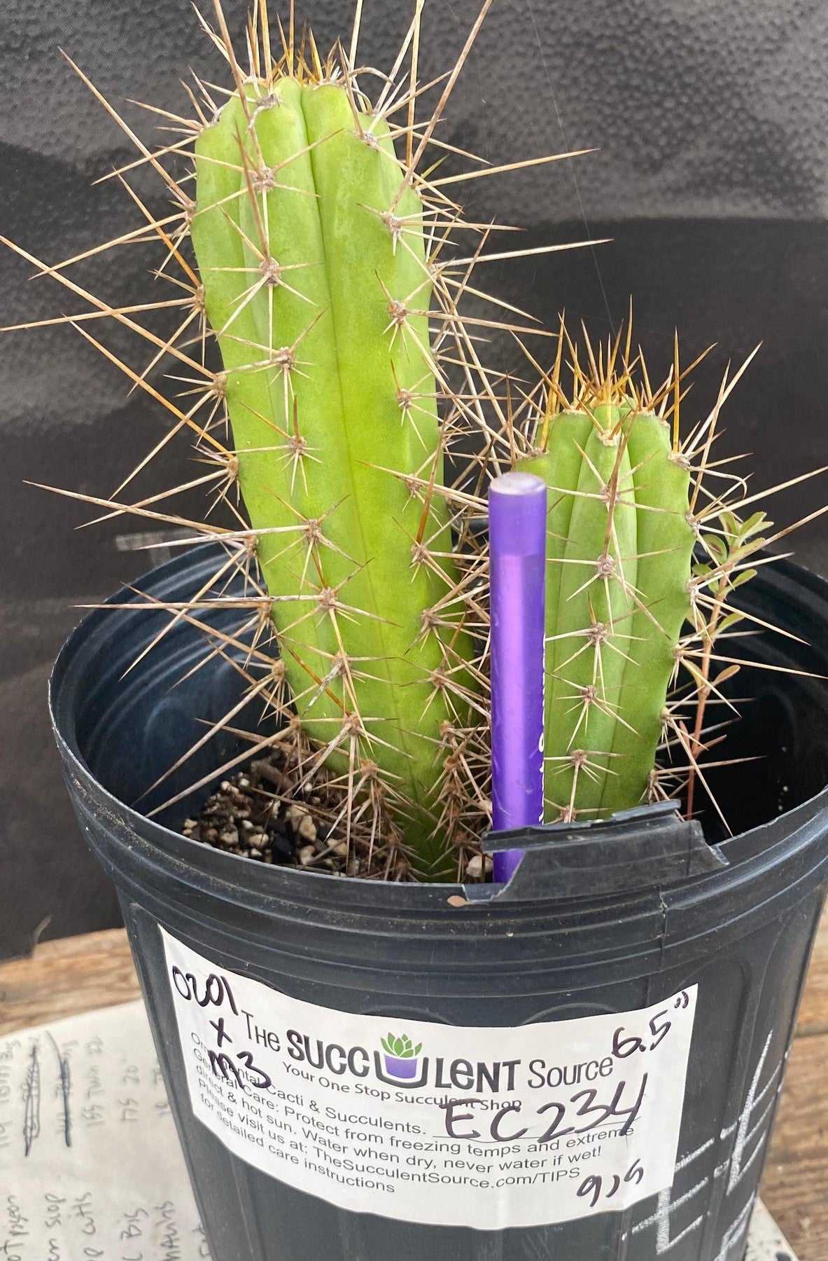 #EC234 EXACT Trichocereus HYBRID SS0201 X Malo3 Cactus 6.5”