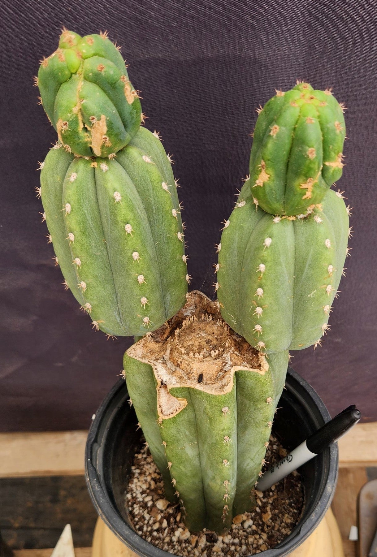 #EC234 EXACT Trichocereus Pachanoi Mt. Geronimo Cactus 13”-Cactus - Large - Exact-The Succulent Source