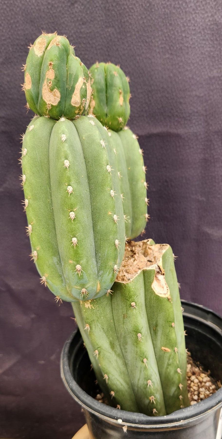 #EC234 EXACT Trichocereus Pachanoi Mt. Geronimo Cactus 13”-Cactus - Large - Exact-The Succulent Source