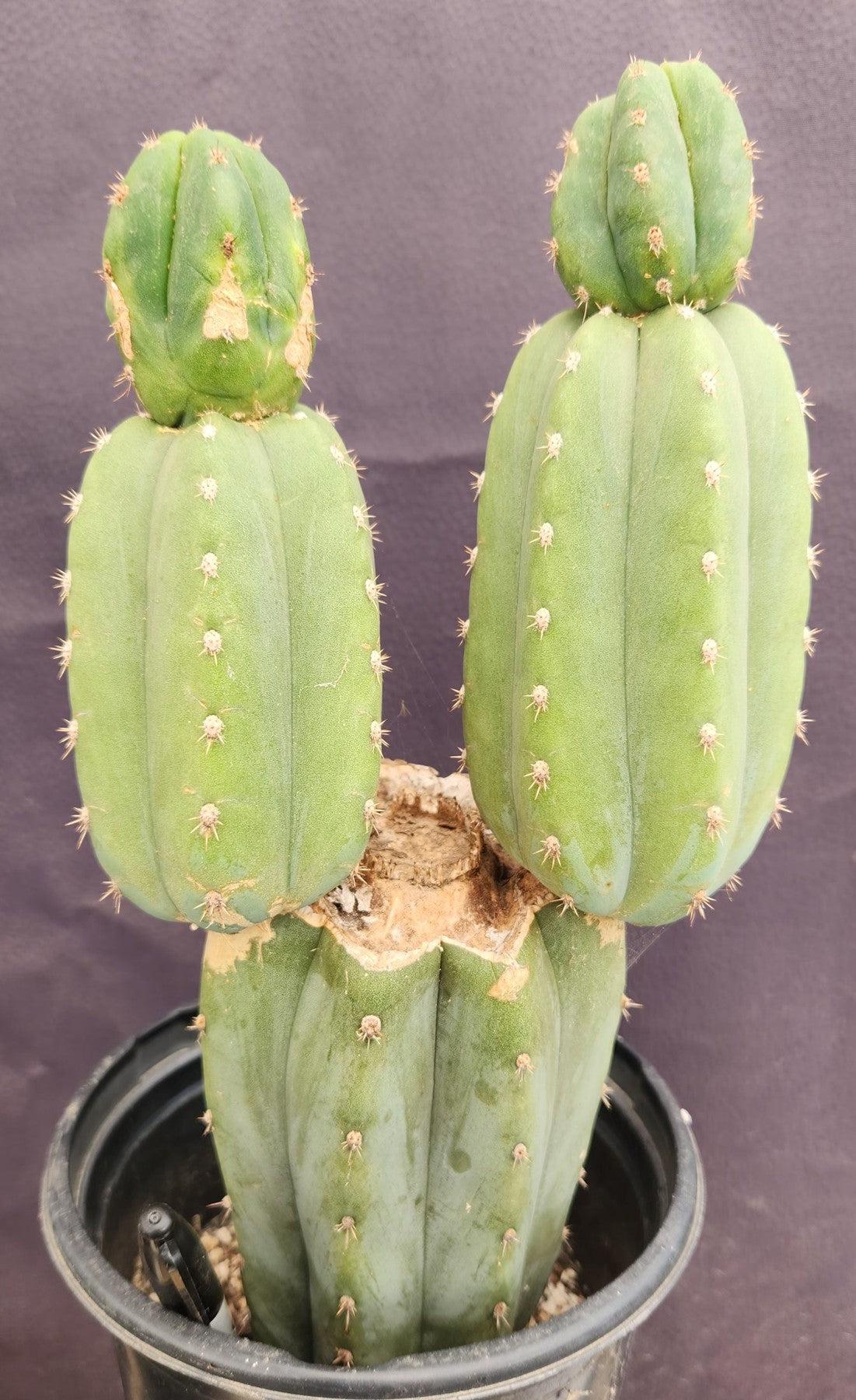 #EC234 EXACT Trichocereus Pachanoi Mt. Geronimo Cactus 13”-Cactus - Large - Exact-The Succulent Source