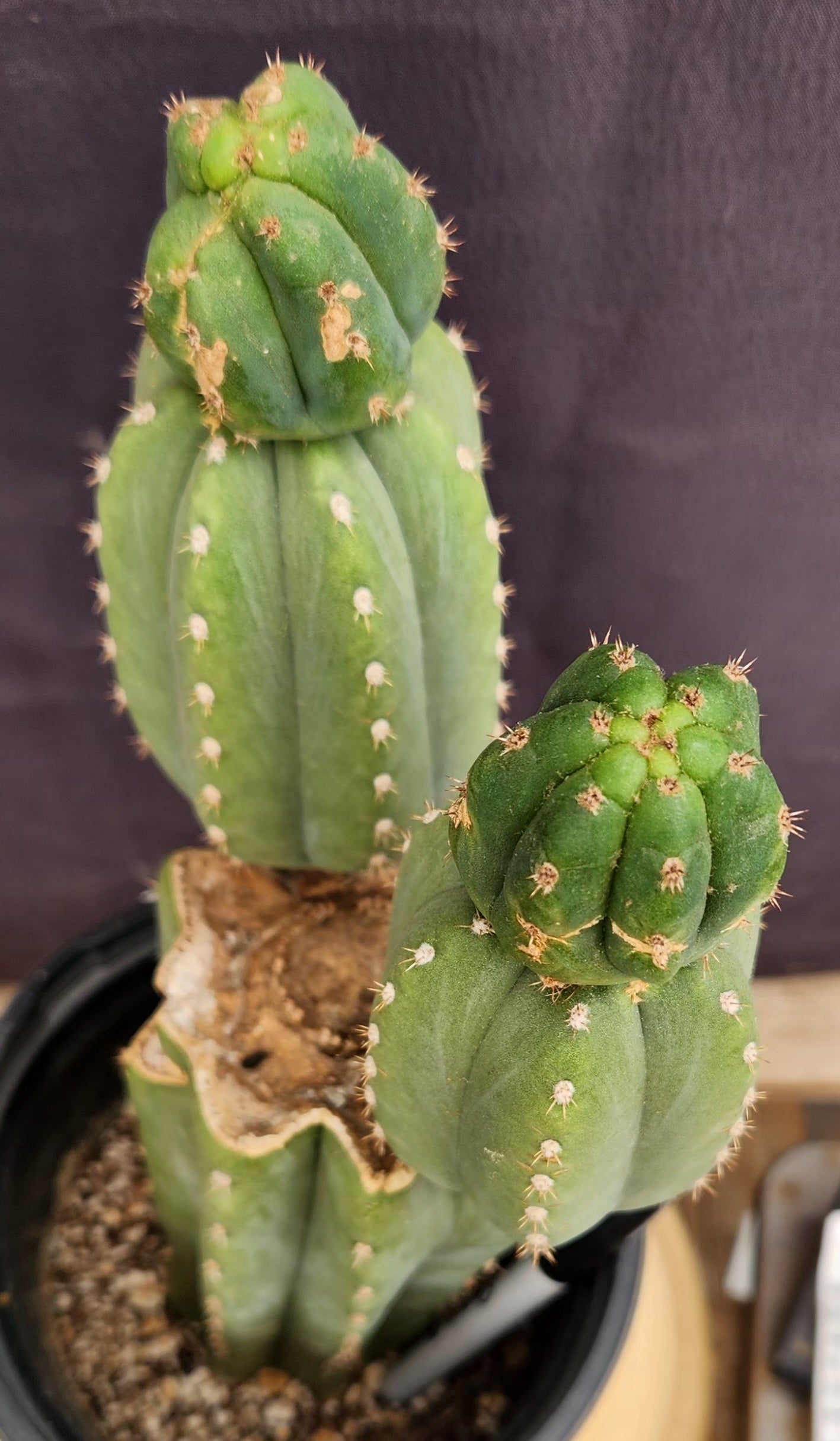 #EC234 EXACT Trichocereus Pachanoi Mt. Geronimo Cactus 13”-Cactus - Large - Exact-The Succulent Source