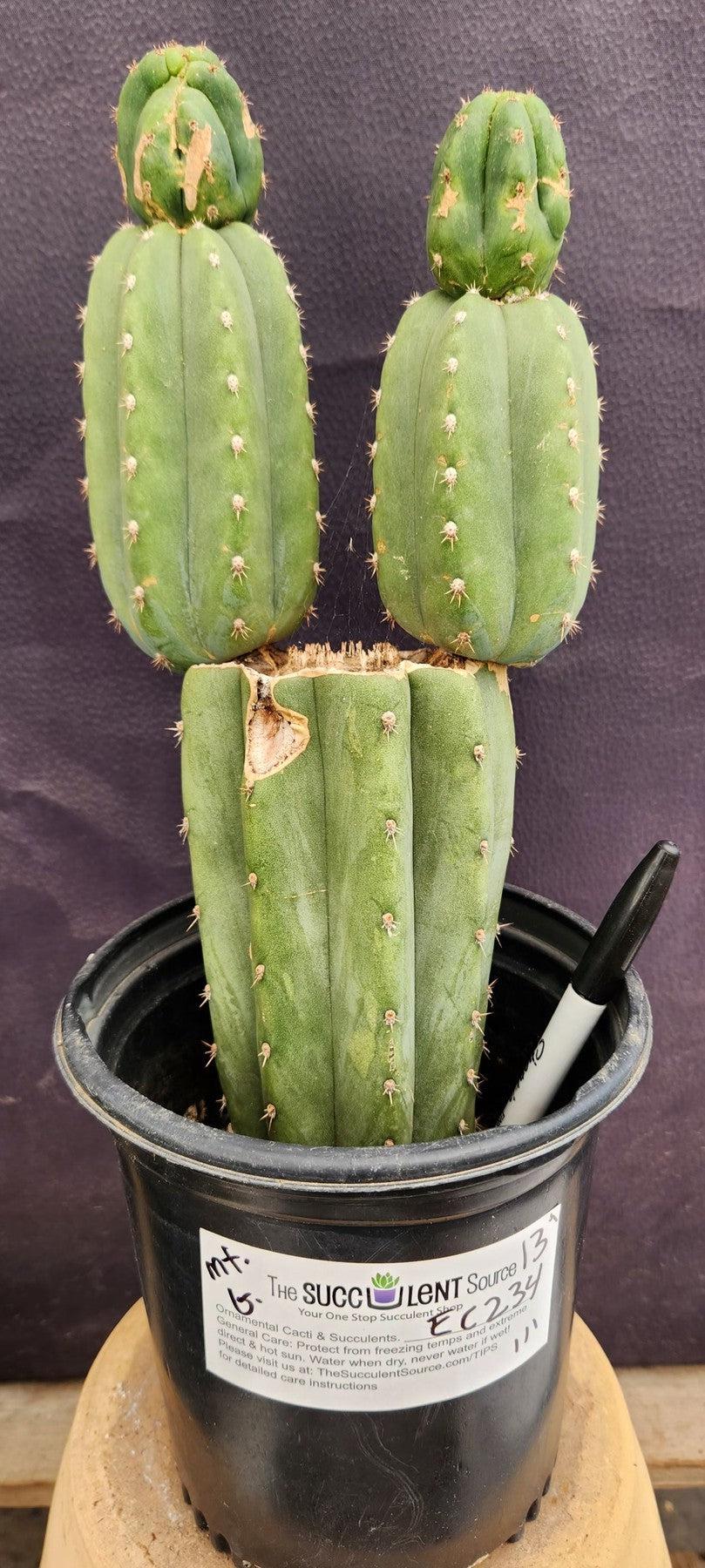 #EC234 EXACT Trichocereus Pachanoi Mt. Geronimo Cactus 13”-Cactus - Large - Exact-The Succulent Source