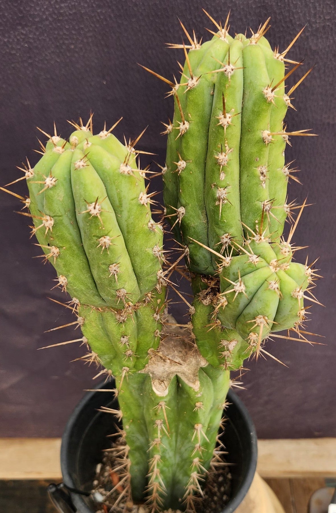 #EC235 EXACT Trichocereus Hybrid Pachanoi Yowie X Bridgesii Yowie Cactus 16”-Cactus - Large - Exact-The Succulent Source