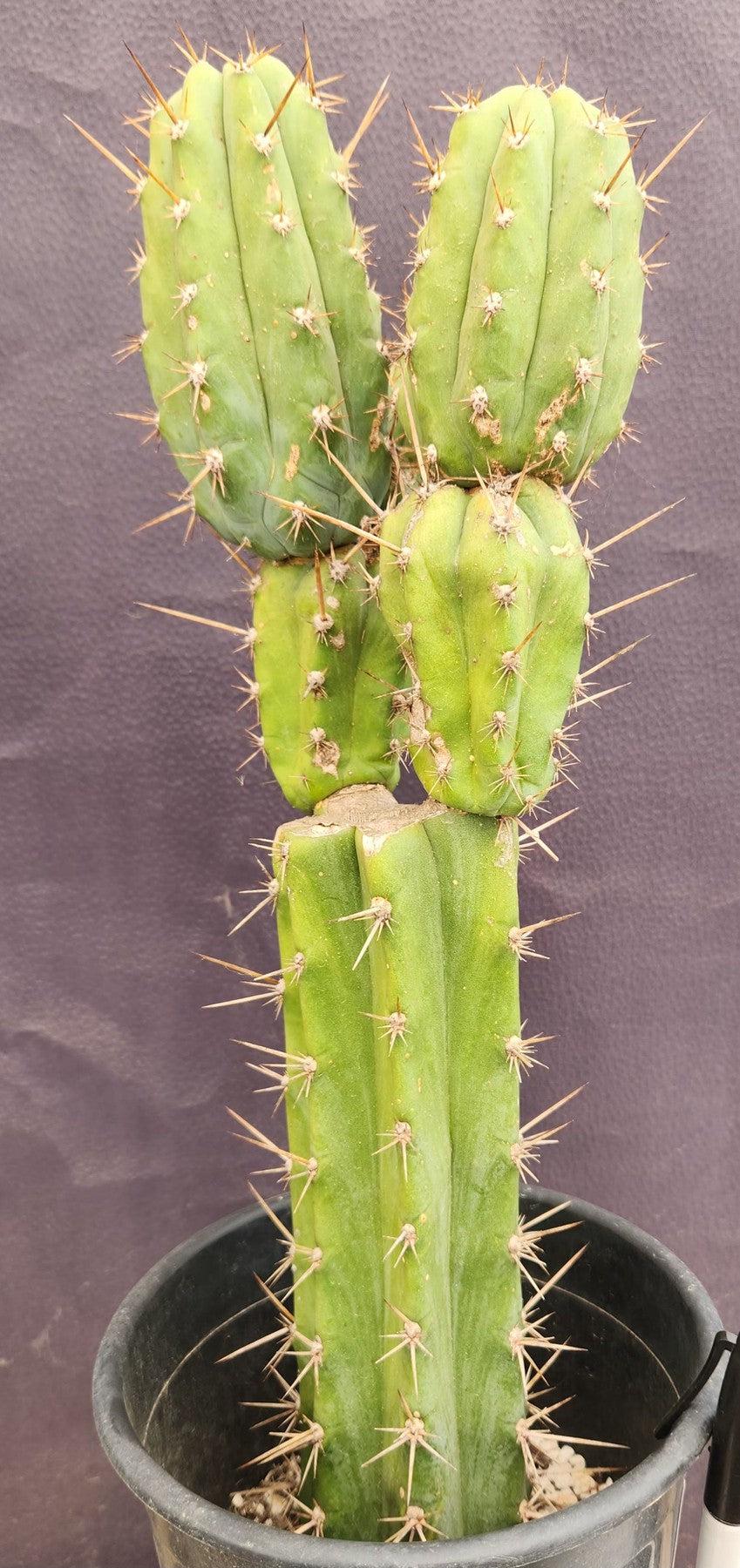 #EC235 EXACT Trichocereus Hybrid Pachanoi Yowie X Bridgesii Yowie Cactus 16”-Cactus - Large - Exact-The Succulent Source