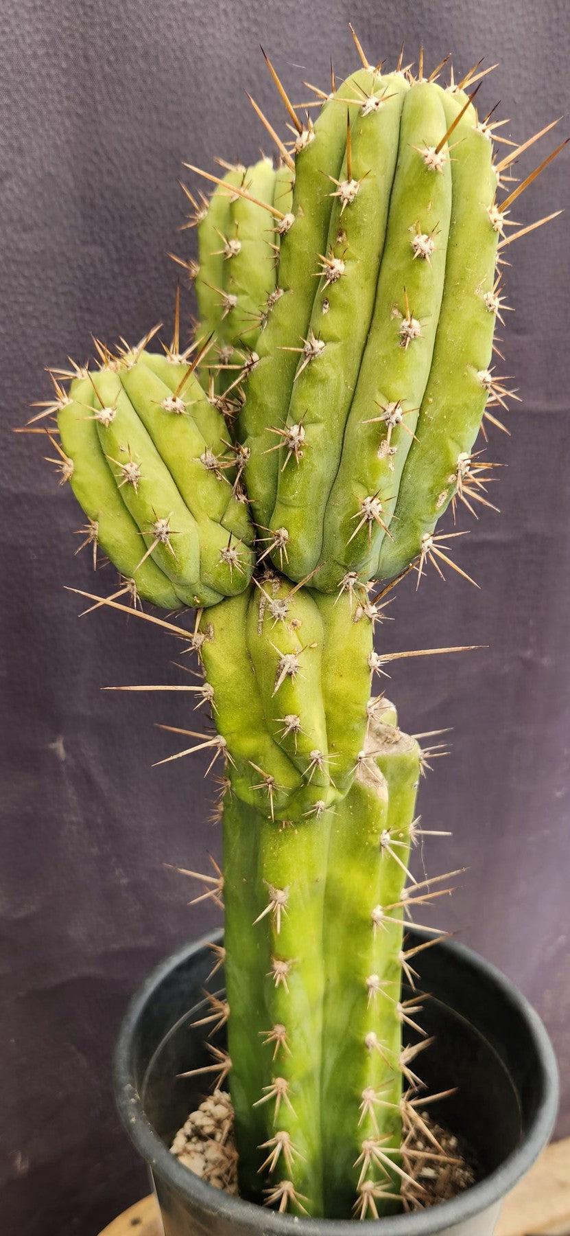 #EC235 EXACT Trichocereus Hybrid Pachanoi Yowie X Bridgesii Yowie Cactus 16”-Cactus - Large - Exact-The Succulent Source