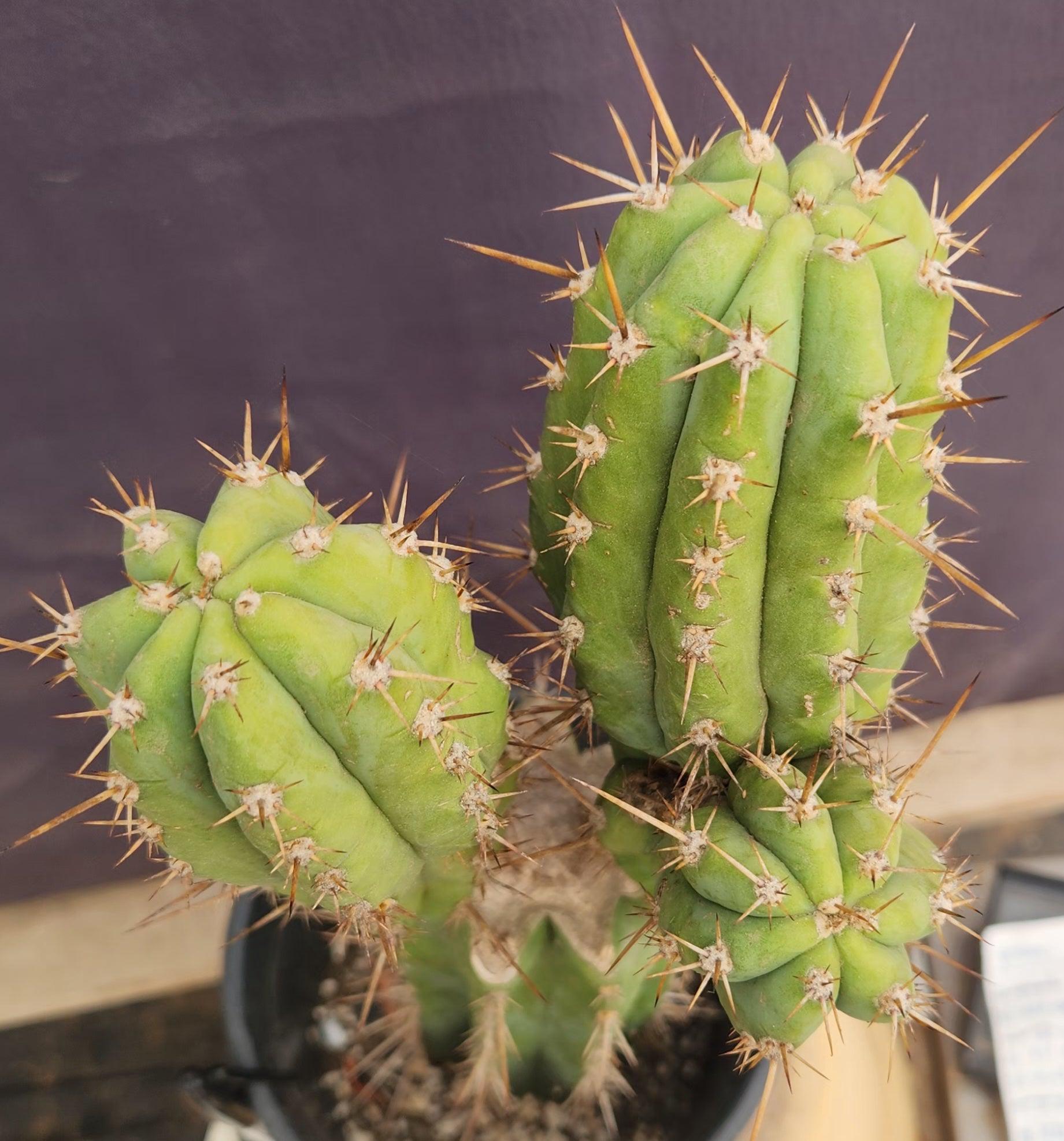 #EC235 EXACT Trichocereus Hybrid Pachanoi Yowie X Bridgesii Yowie Cactus 16”-Cactus - Large - Exact-The Succulent Source