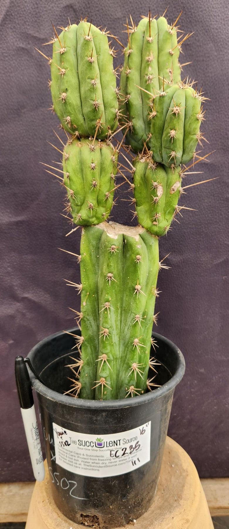 #EC235 EXACT Trichocereus Hybrid Pachanoi Yowie X Bridgesii Yowie Cactus 16”-Cactus - Large - Exact-The Succulent Source