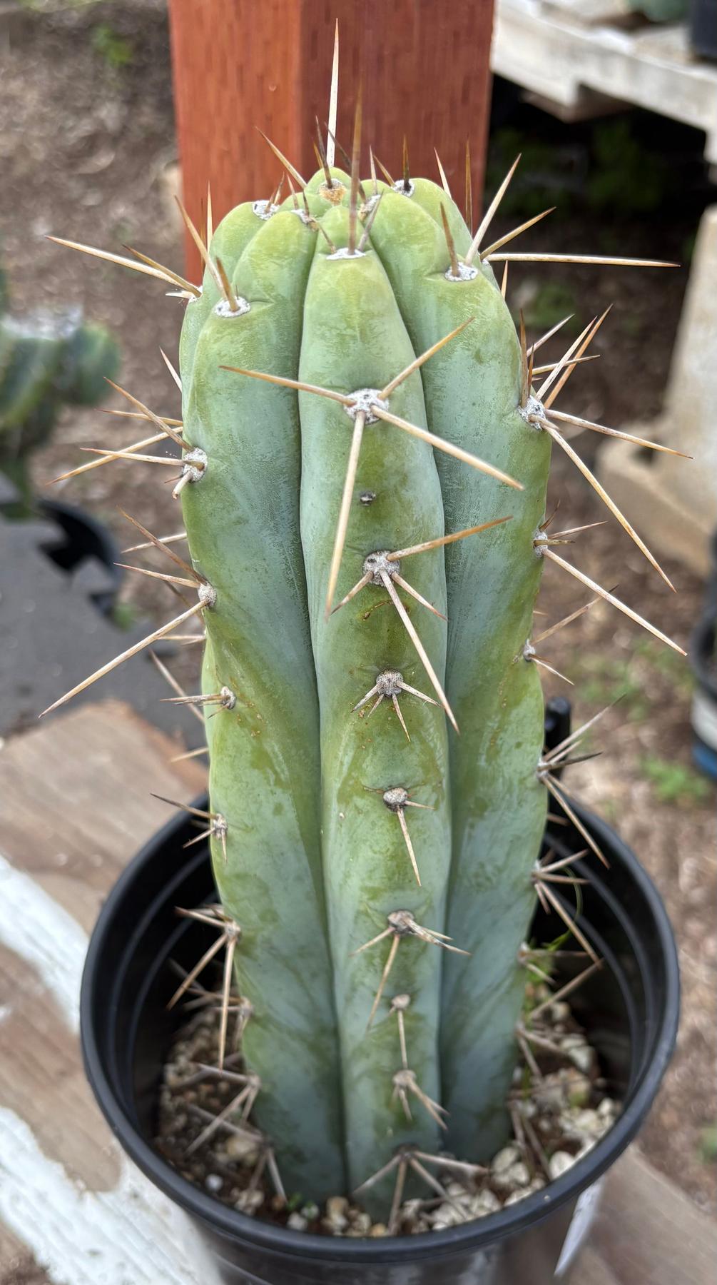 #EC235 EXACT Trichocereus Hybrid Peruvianus ICAROS X Bridgesii KGC Cactus 11”-Cactus - Large - Exact-The Succulent Source