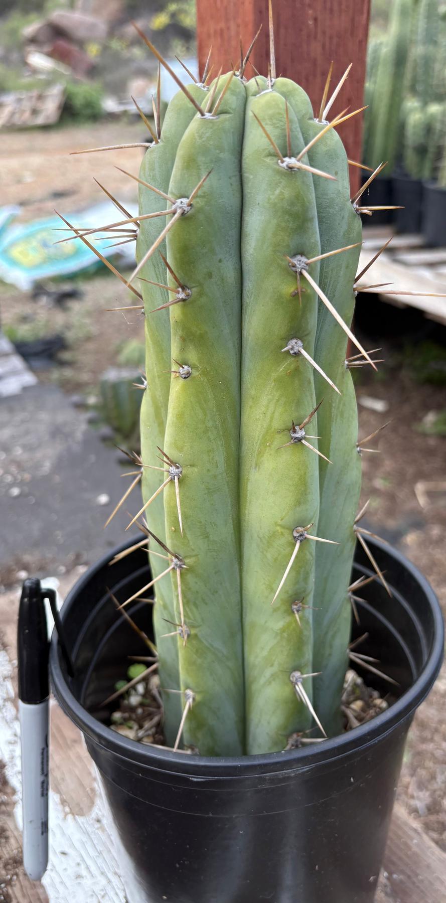 #EC235 EXACT Trichocereus Hybrid Peruvianus ICAROS X Bridgesii KGC Cactus 11”-Cactus - Large - Exact-The Succulent Source