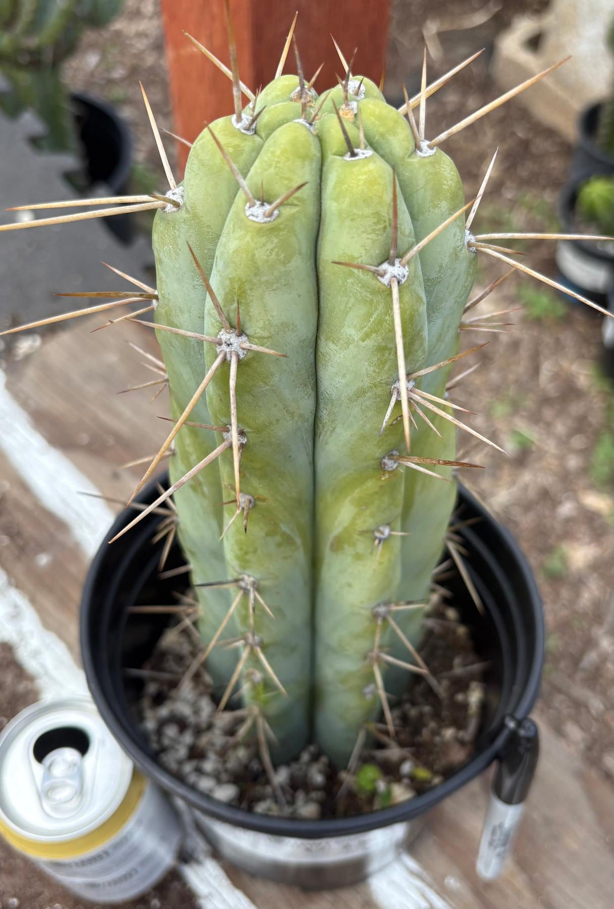 #EC235 EXACT Trichocereus Hybrid Peruvianus ICAROS X Bridgesii KGC Cactus 11”-Cactus - Large - Exact-The Succulent Source