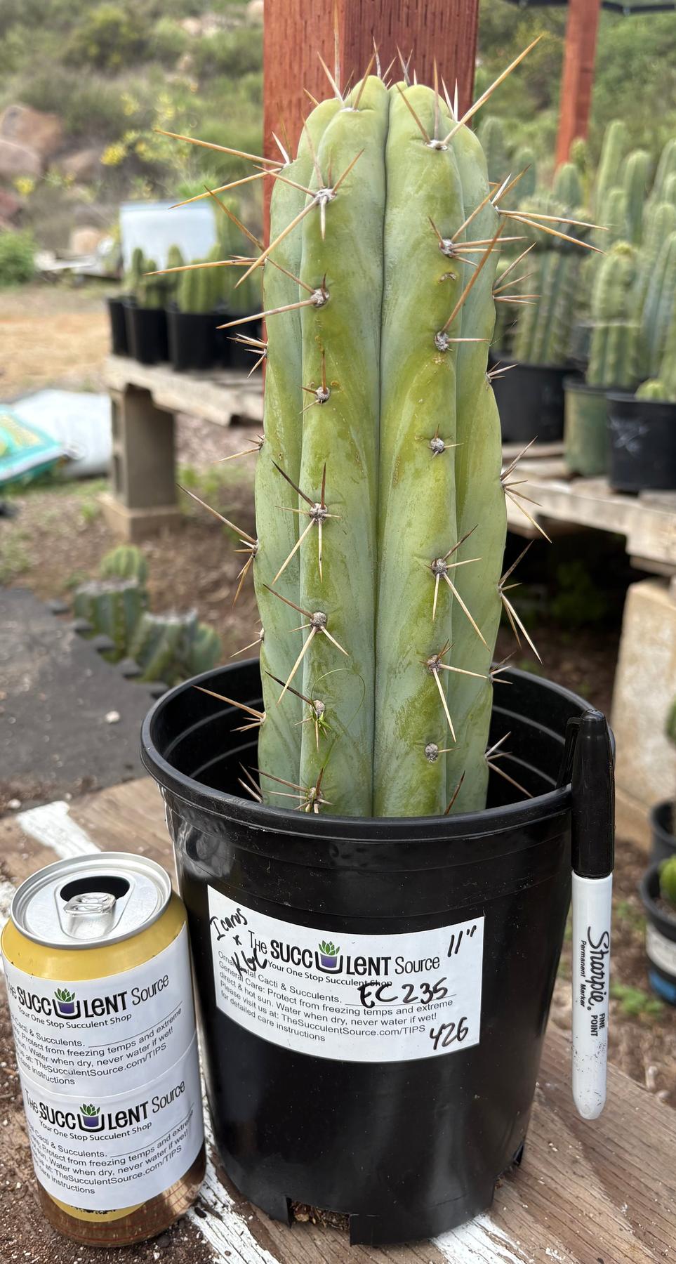 #EC235 EXACT Trichocereus Hybrid Peruvianus ICAROS X Bridgesii KGC Cactus 11”-Cactus - Large - Exact-The Succulent Source