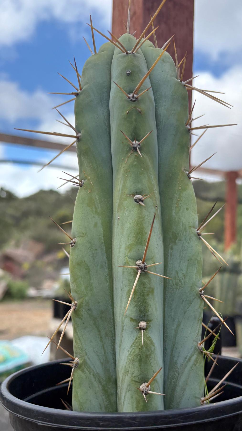#EC235 EXACT Trichocereus Hybrid Peruvianus ICAROS X Bridgesii KGC Cactus 11”-Cactus - Large - Exact-The Succulent Source