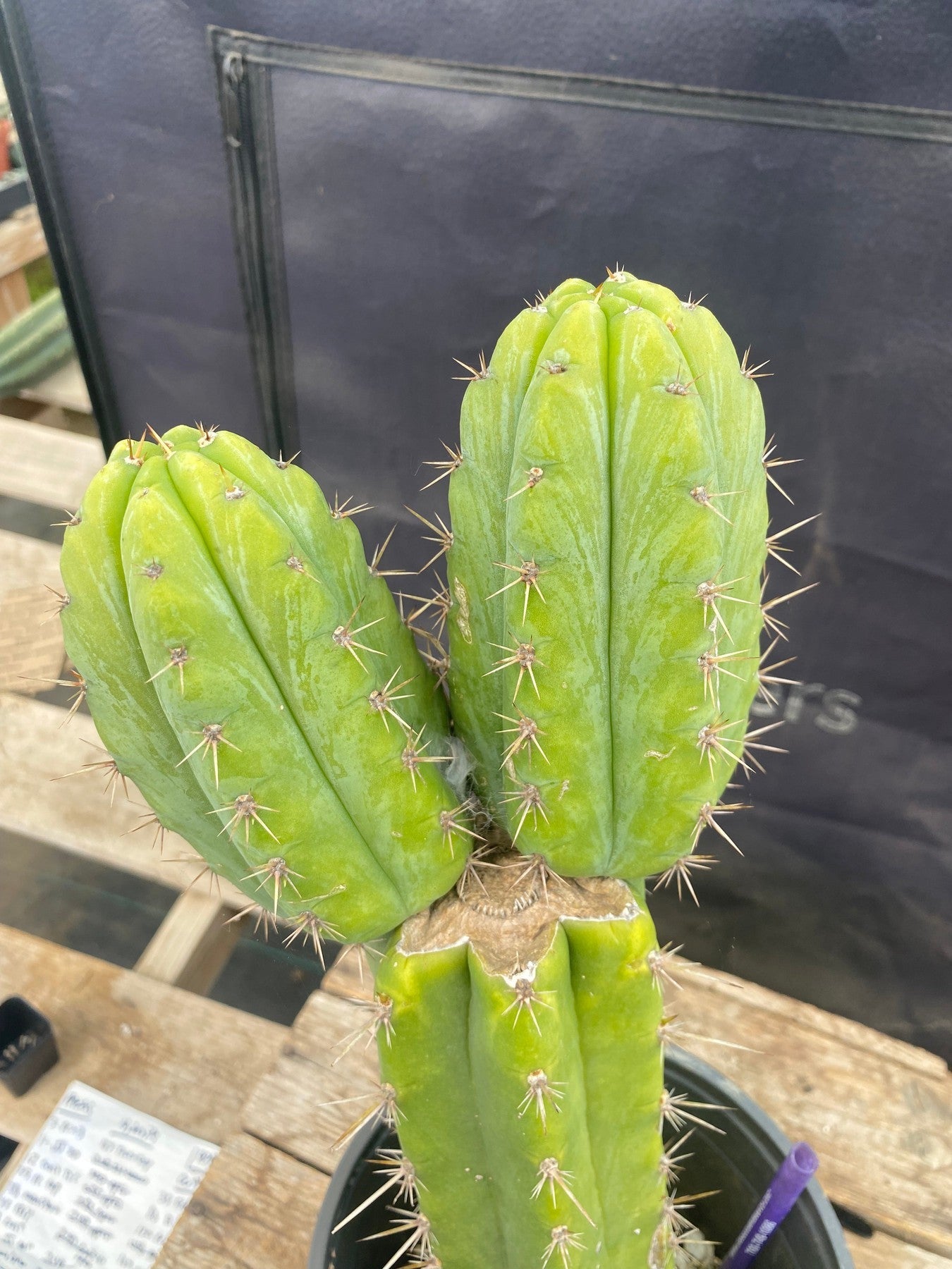 #EC235 EXACT Trichocereus Hybrid SS01x02 X pachanoi Lima3 Cactus 14.5”-Cactus - Large - Exact-The Succulent Source