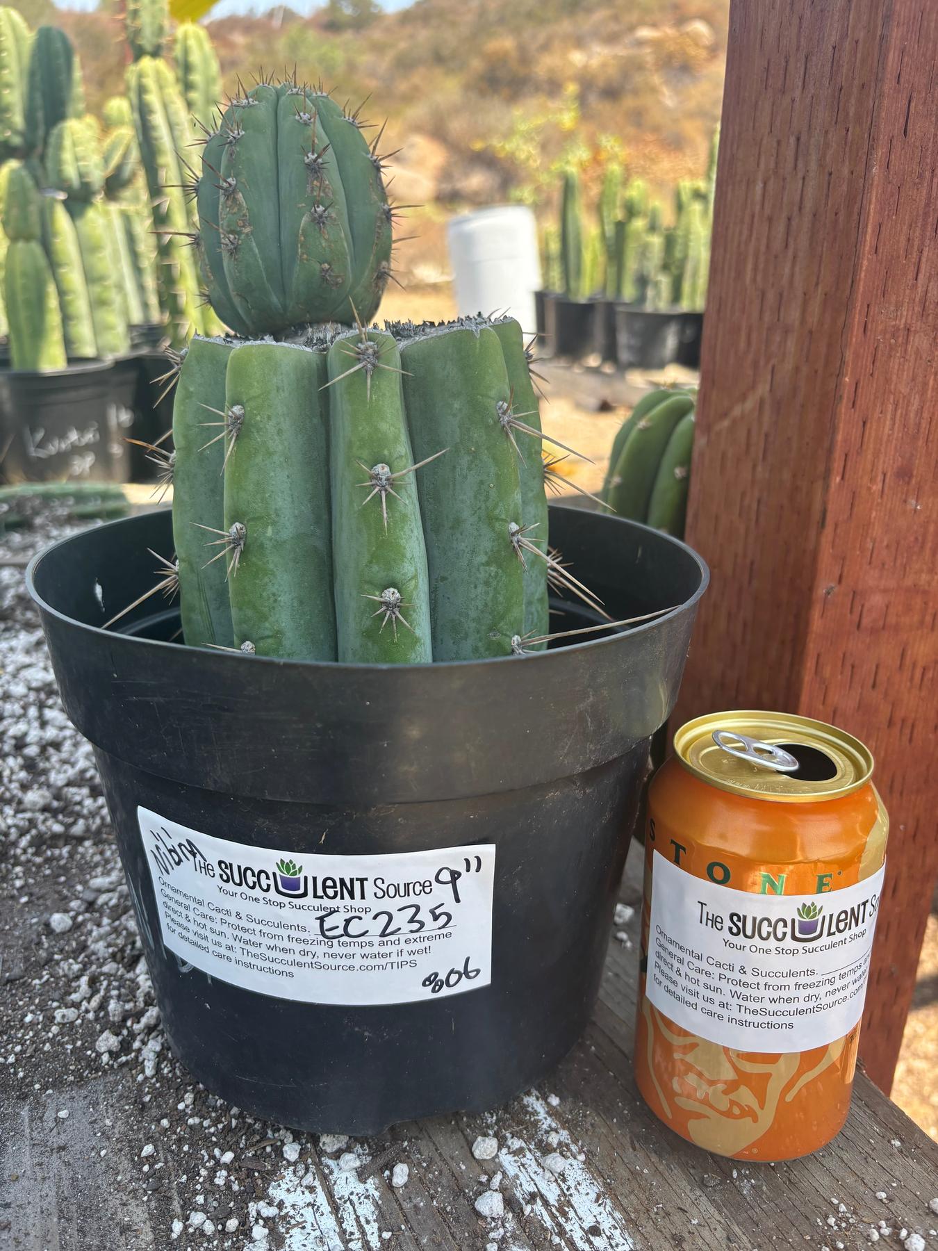 #EC235 EXACT Trichocereus Peruvianus Nibiru Cactus 9”-Cactus - Large - Exact-The Succulent Source