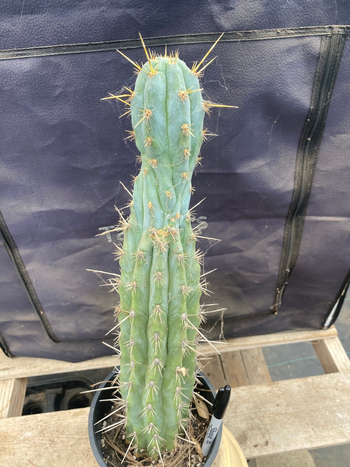 #EC236 EXACT Trichocereus "Lost Label" Cactus 18”-Cactus - Large - Exact-The Succulent Source