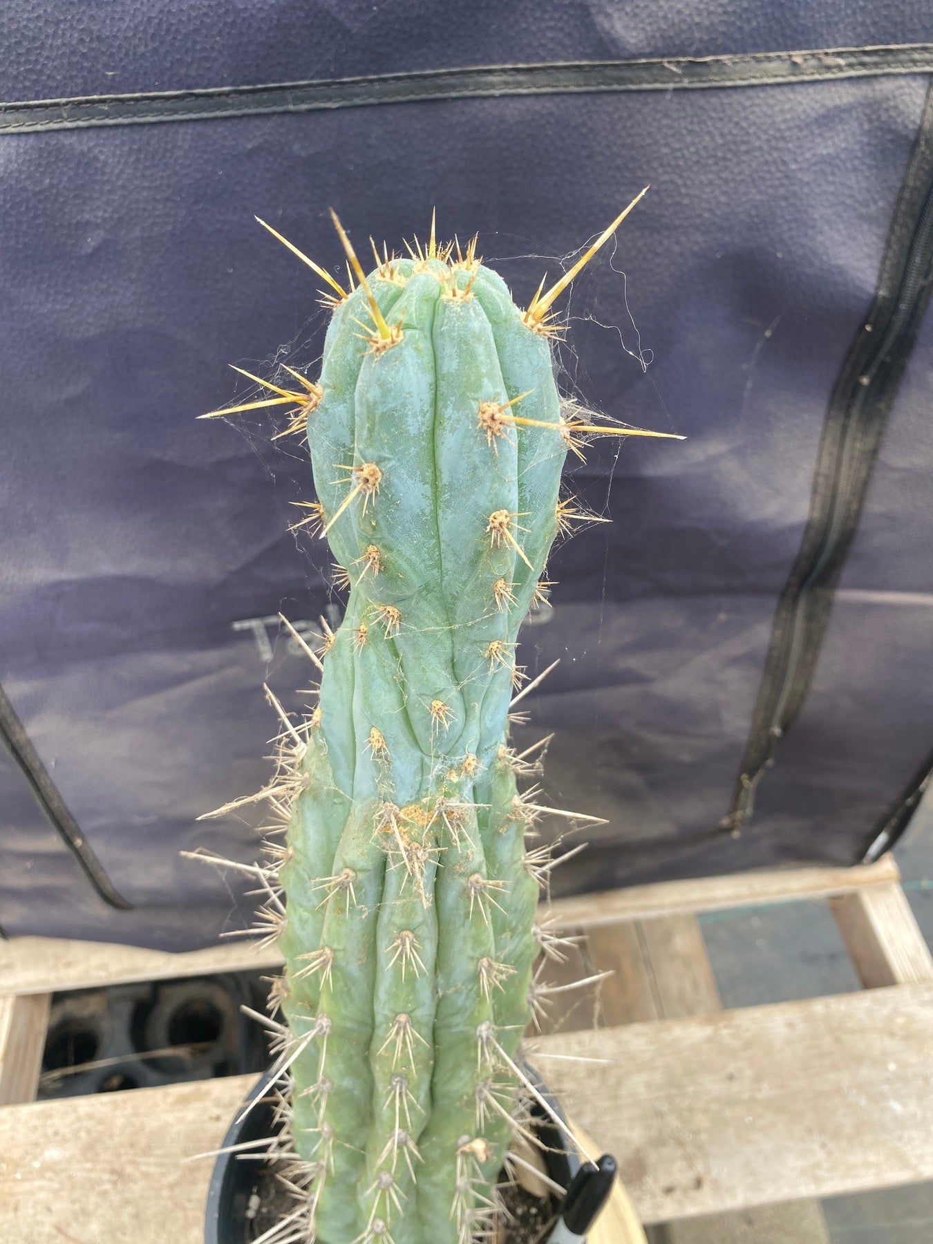 #EC236 EXACT Trichocereus "Lost Label" Cactus 18”-Cactus - Large - Exact-The Succulent Source