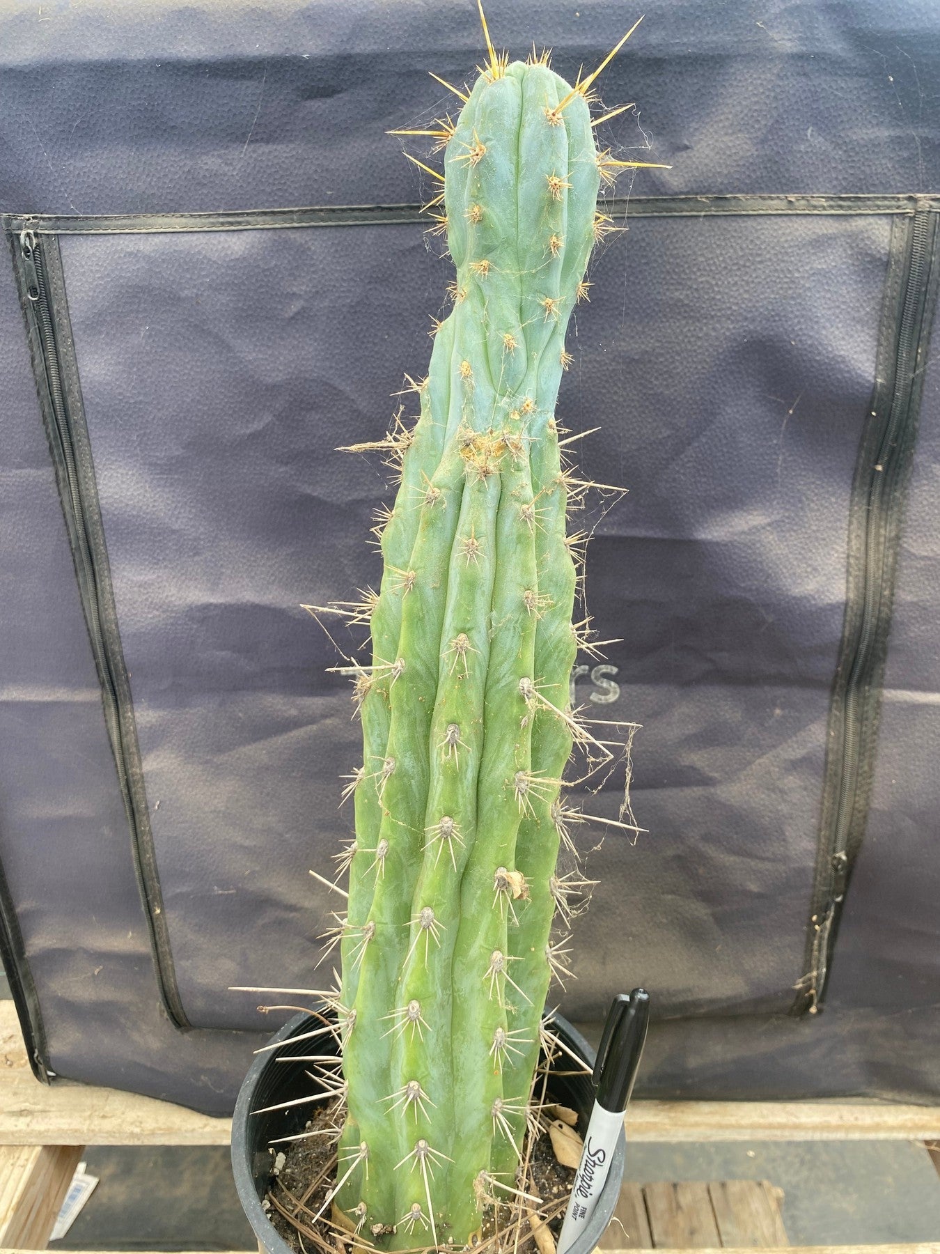 #EC236 EXACT Trichocereus "Lost Label" Cactus 18”-Cactus - Large - Exact-The Succulent Source