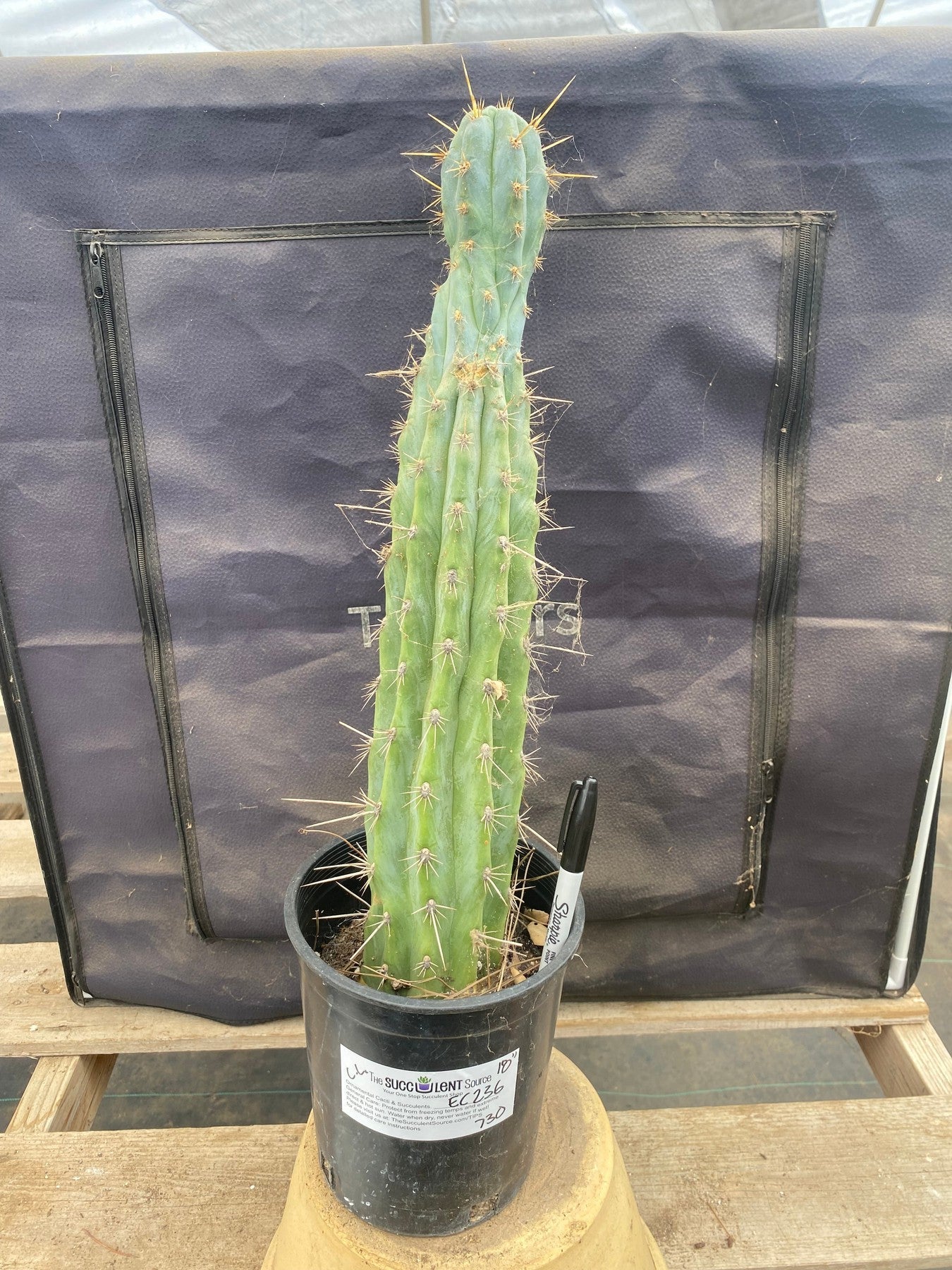 #EC236 EXACT Trichocereus "Lost Label" Cactus 18”-Cactus - Large - Exact-The Succulent Source