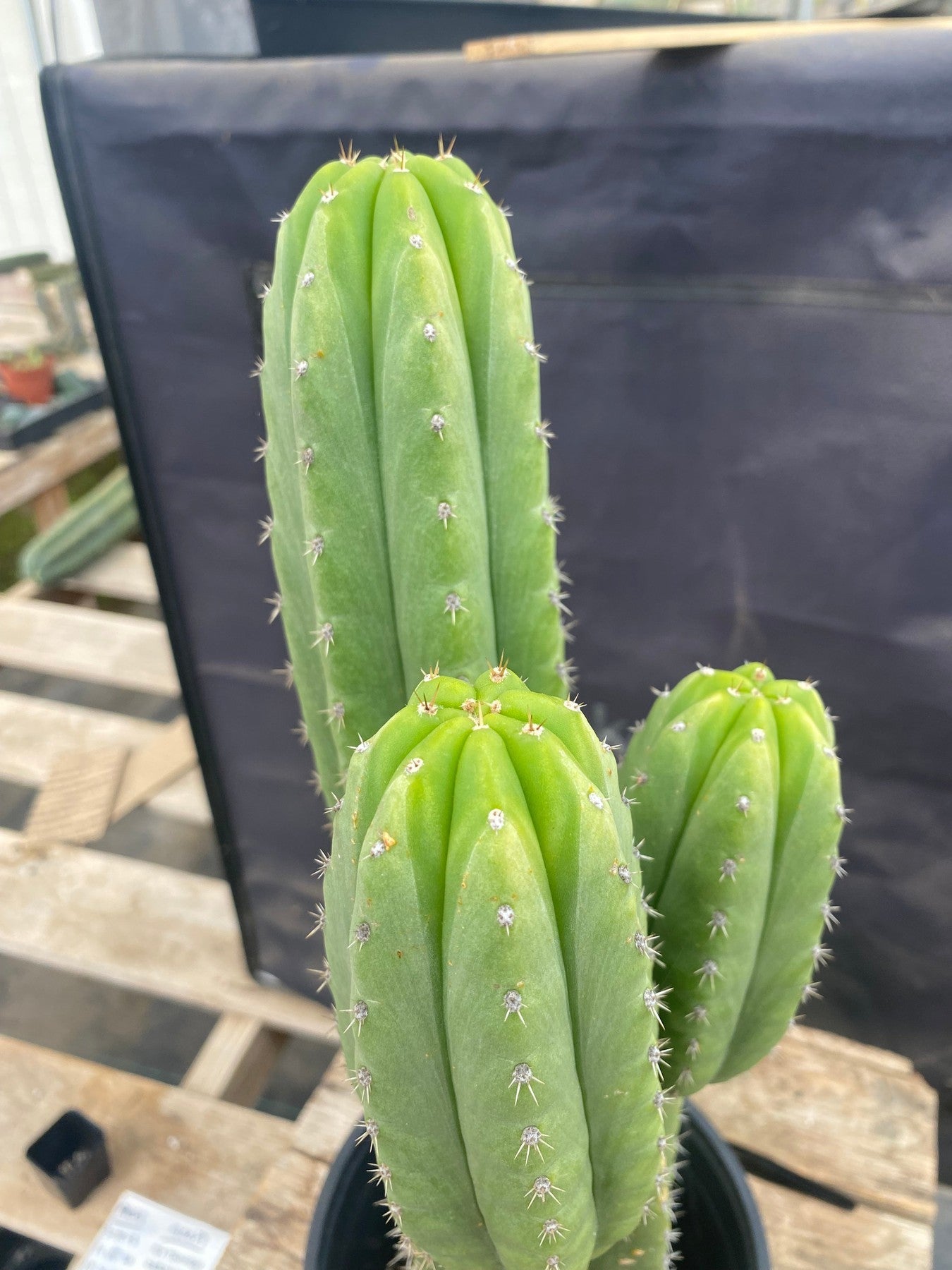 #EC236 EXACT Trichocereus Pachanoi "46" Cactus 17”-Cactus - Large - Exact-The Succulent Source